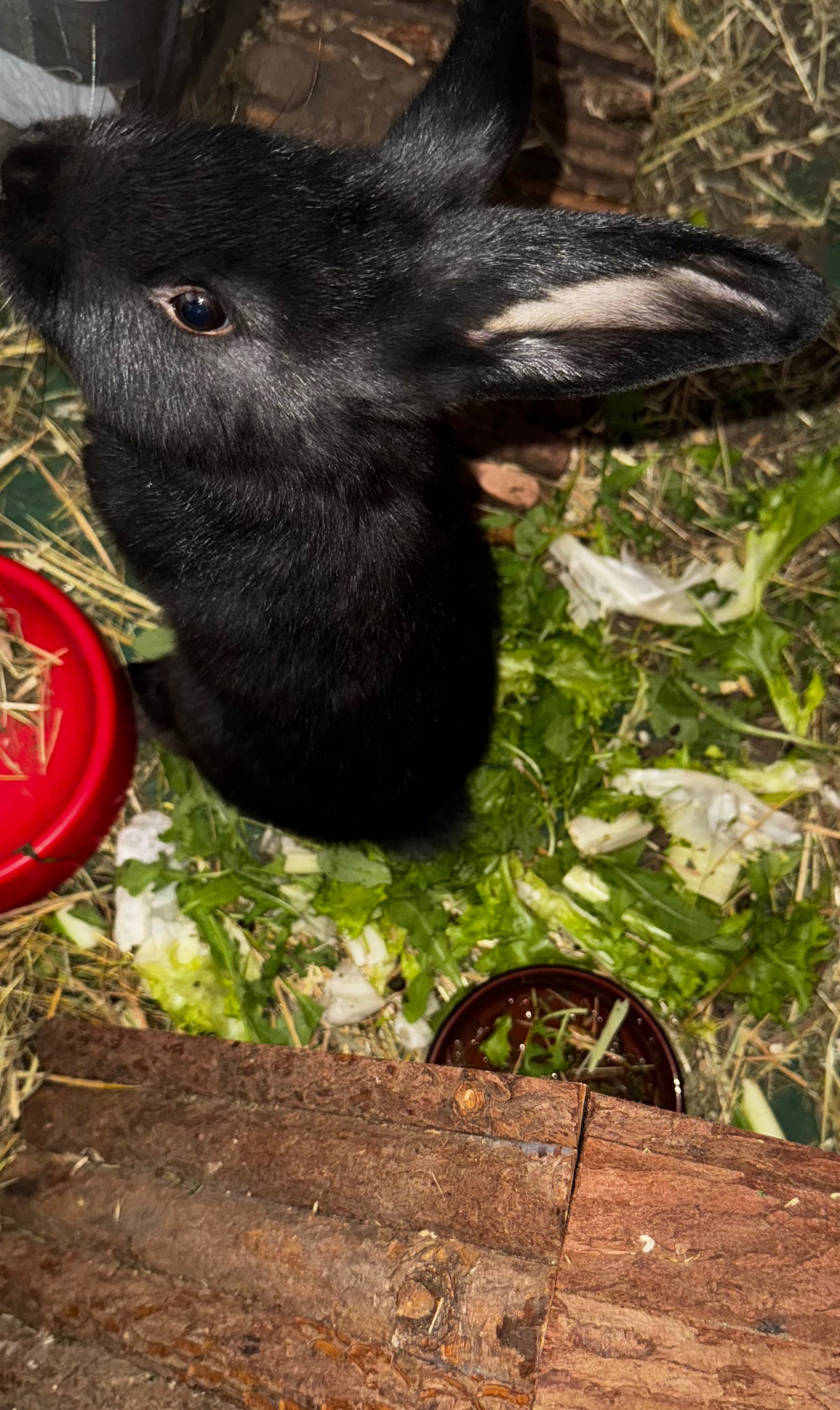 Wir als Pflegestelle brauchen Hilfe für die Kaninchen campaign photo, 4 of 8
