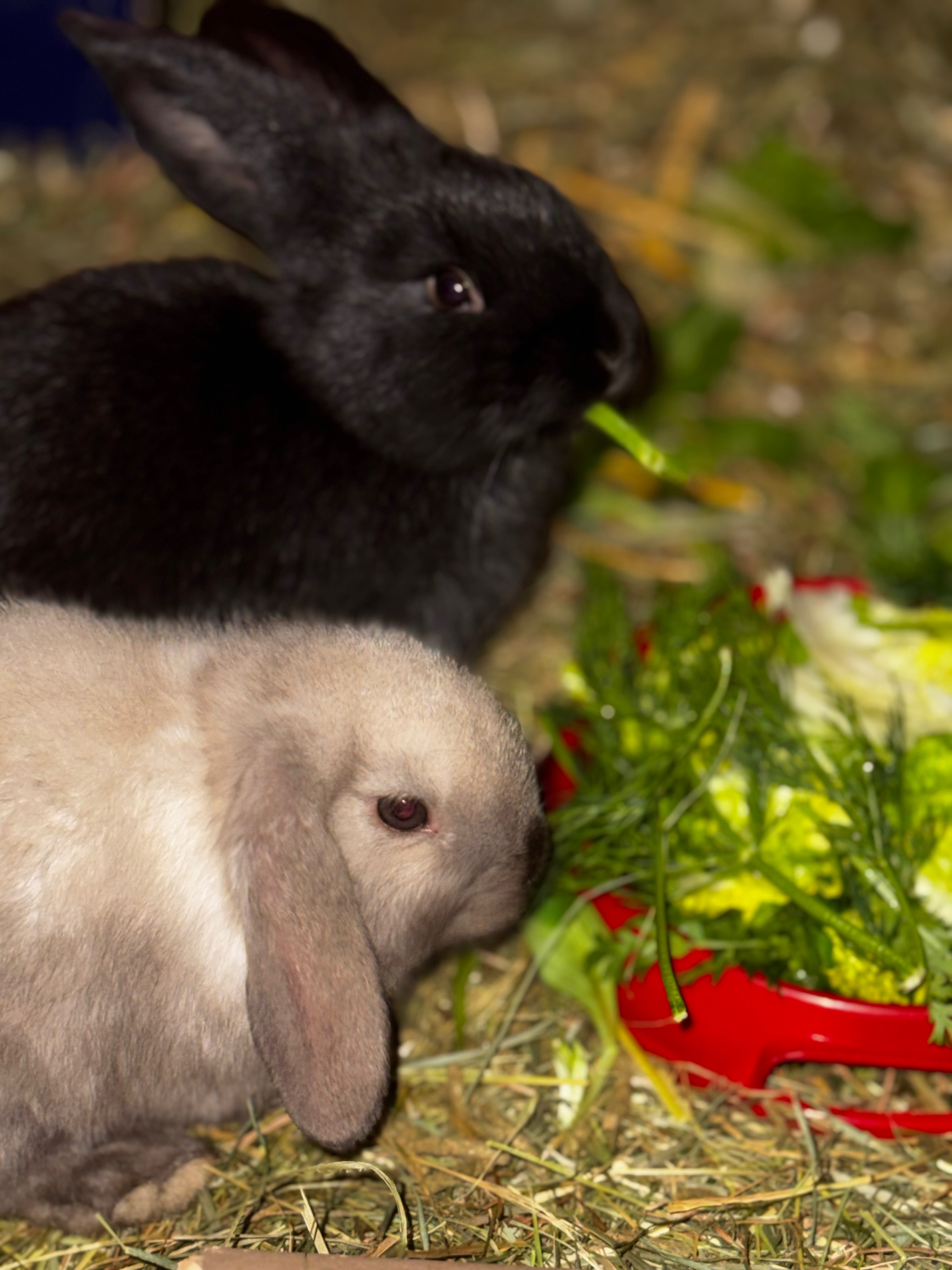 Wir als Pflegestelle brauchen Hilfe für die Kaninchen campaign photo, 5 of 8