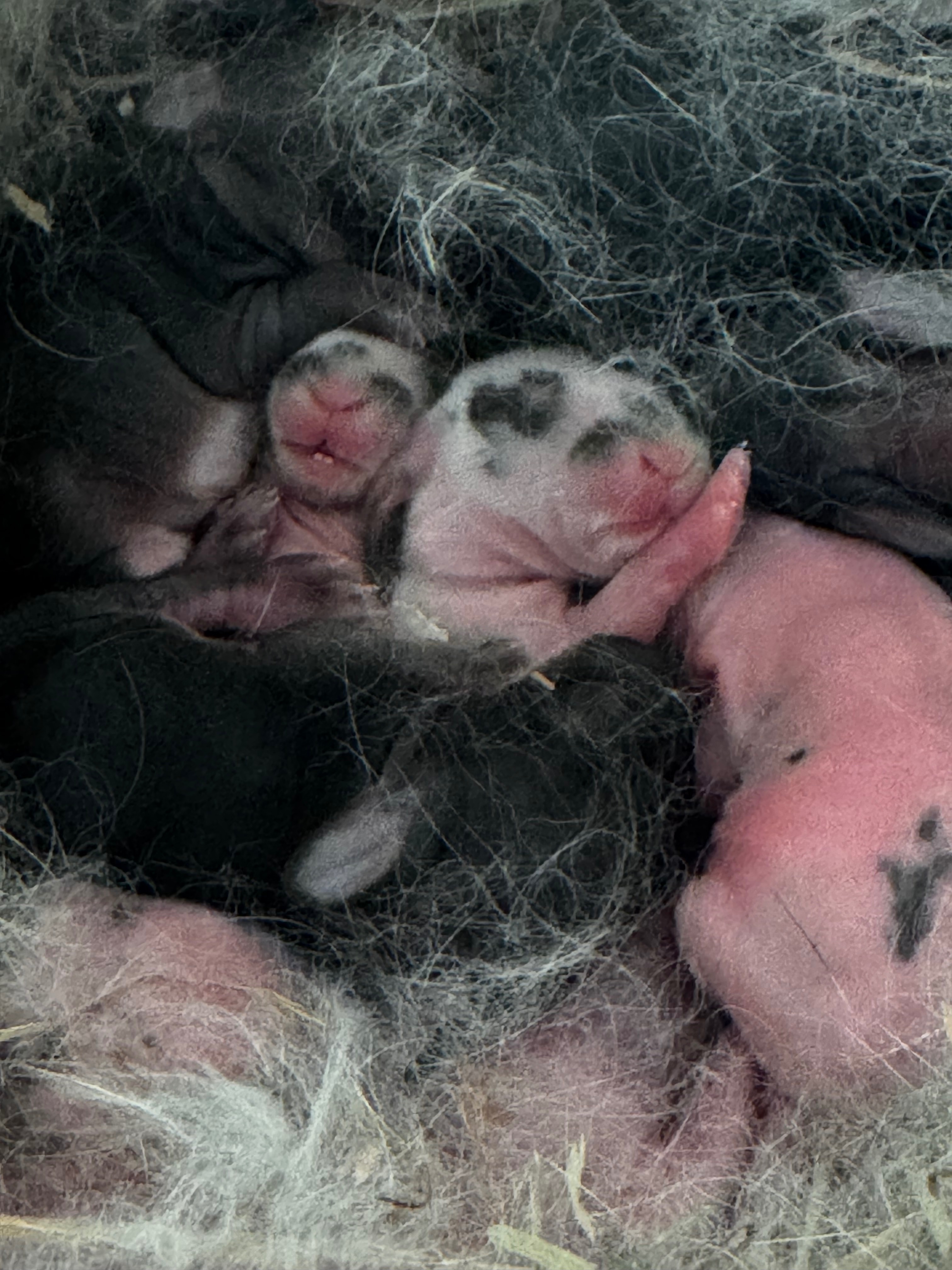 Wir als Pflegestelle brauchen Hilfe für die Kaninchen campaign photo, 6 of 8