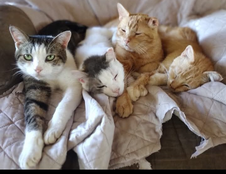 Help 22 Homeless Cats Find a Safe Home campaign photo, 7 of 8