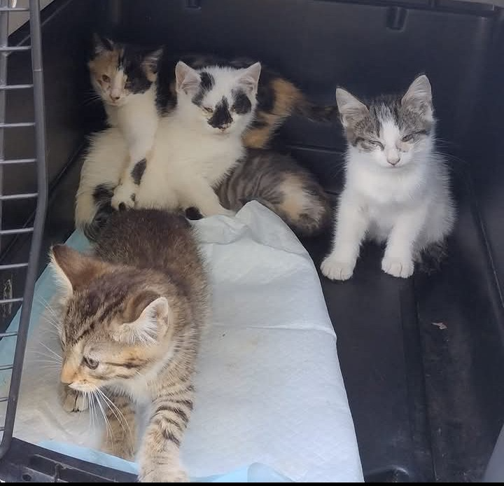 Help 22 Homeless Cats Find a Safe Home campaign photo, 2 of 8