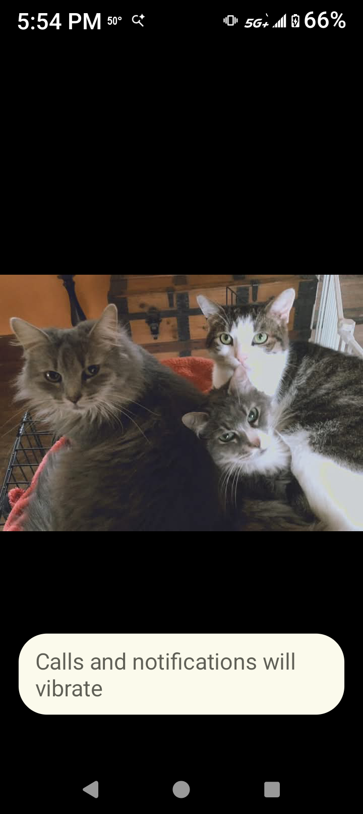 Help 22 Homeless Cats Find a Safe Home campaign photo, 4 of 8