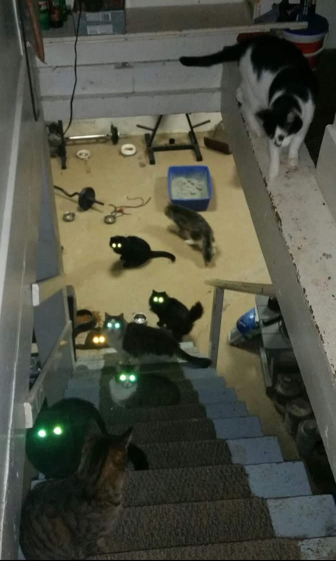 Help 22 Homeless Cats Find a Safe Home campaign photo, 5 of 8
