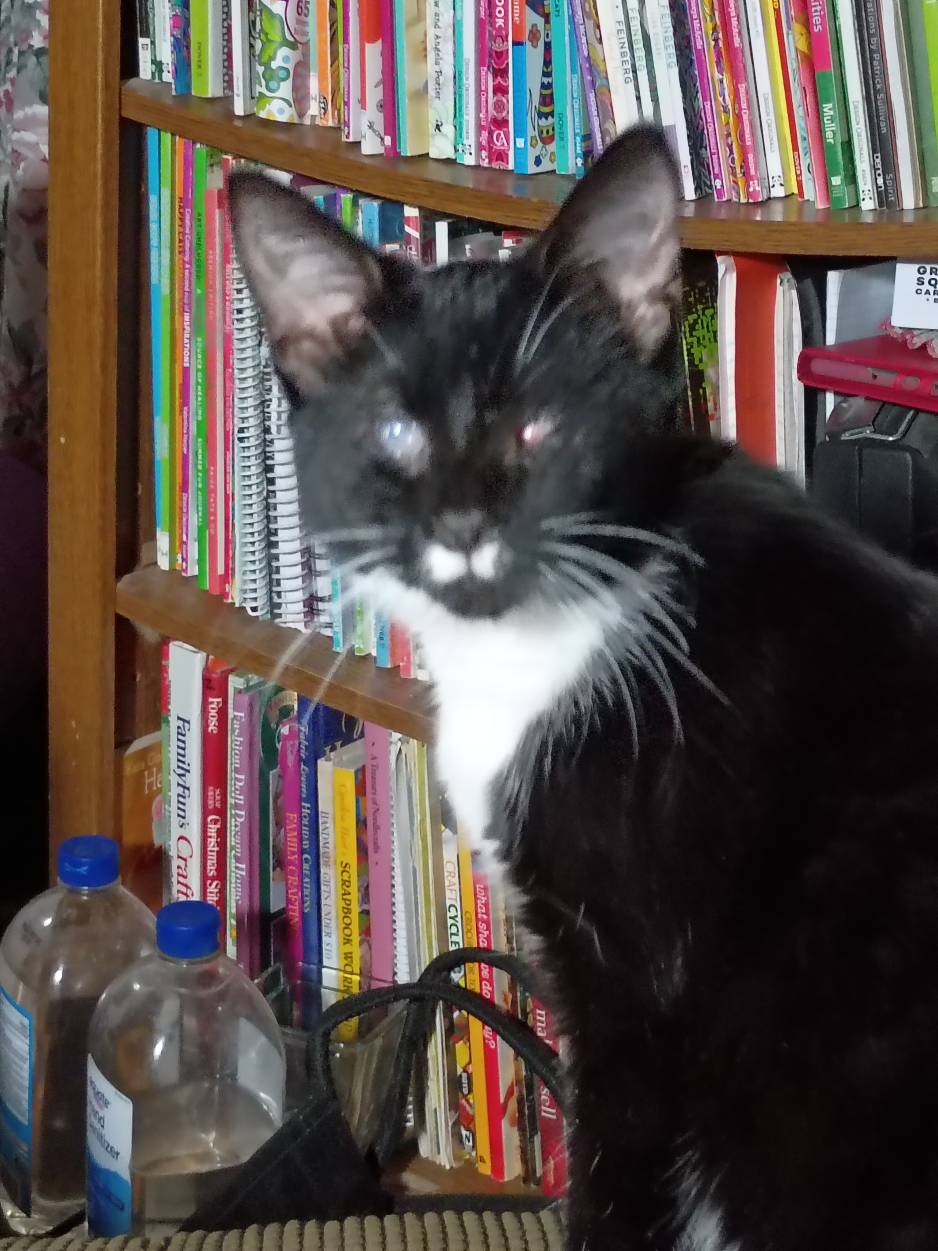 Help Morticia Heal: Kitten Eye Surgery campaign photo, 4 of 5