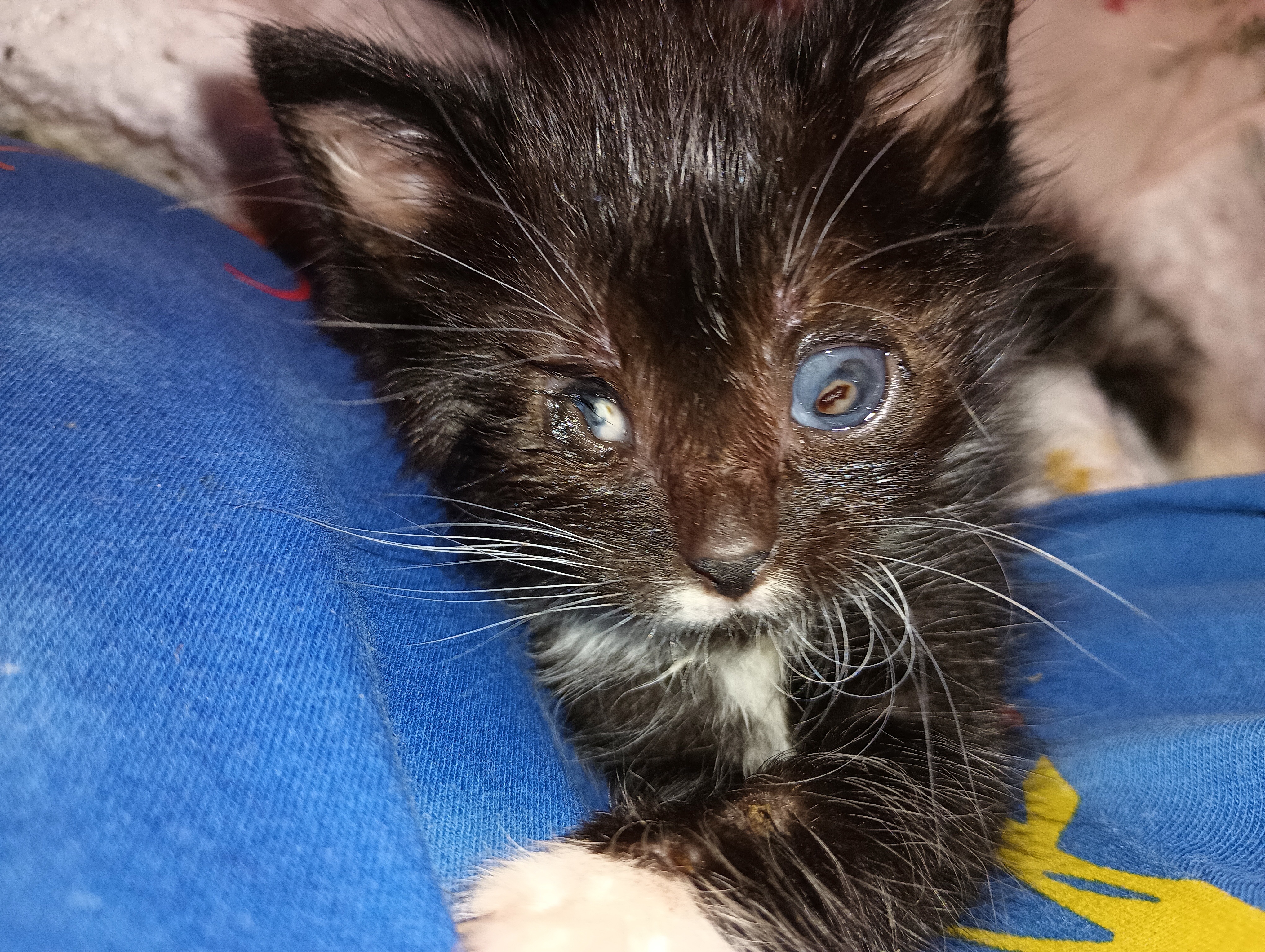 Help Morticia Heal: Kitten Eye Surgery campaign photo, 2 of 5