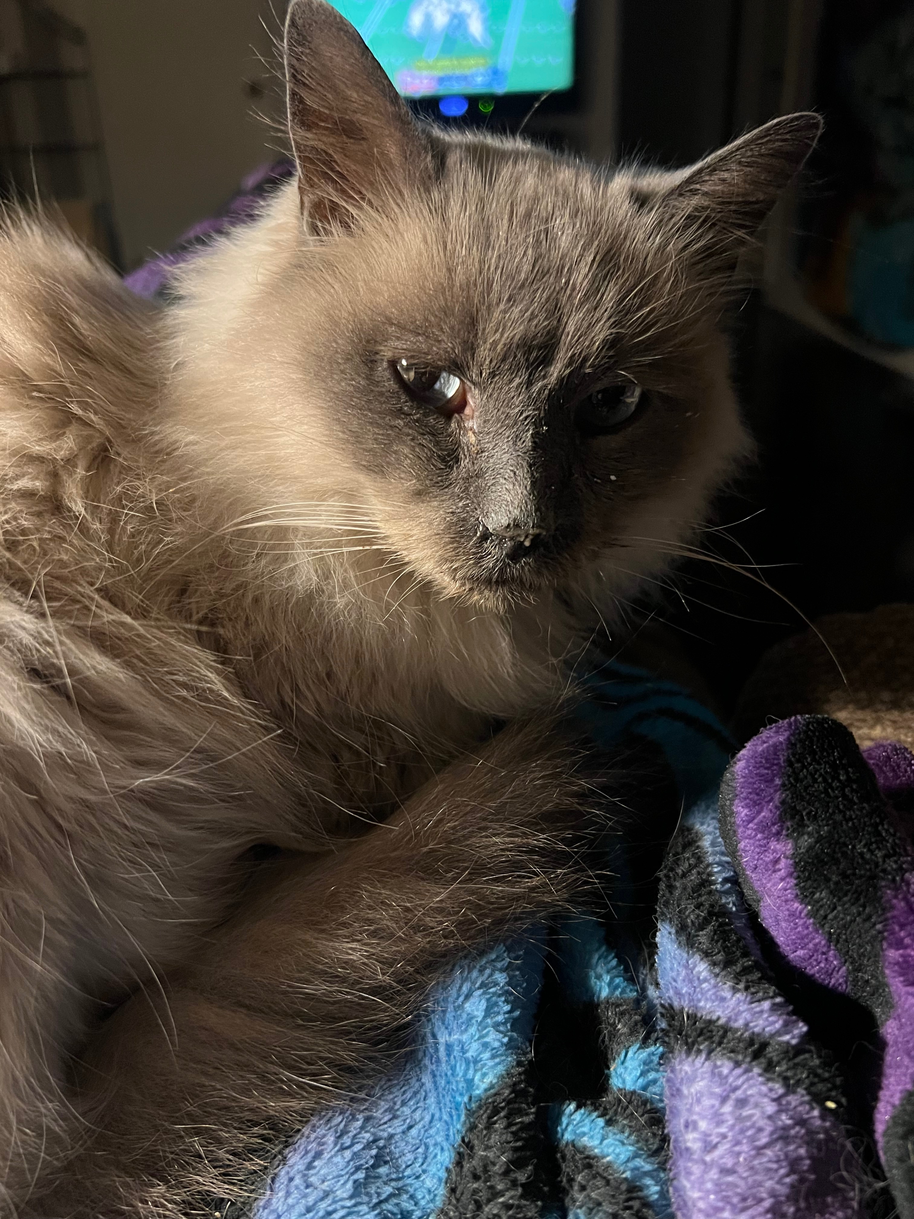 Help Mallo Get the Care He Needs campaign photo, 5 of 6