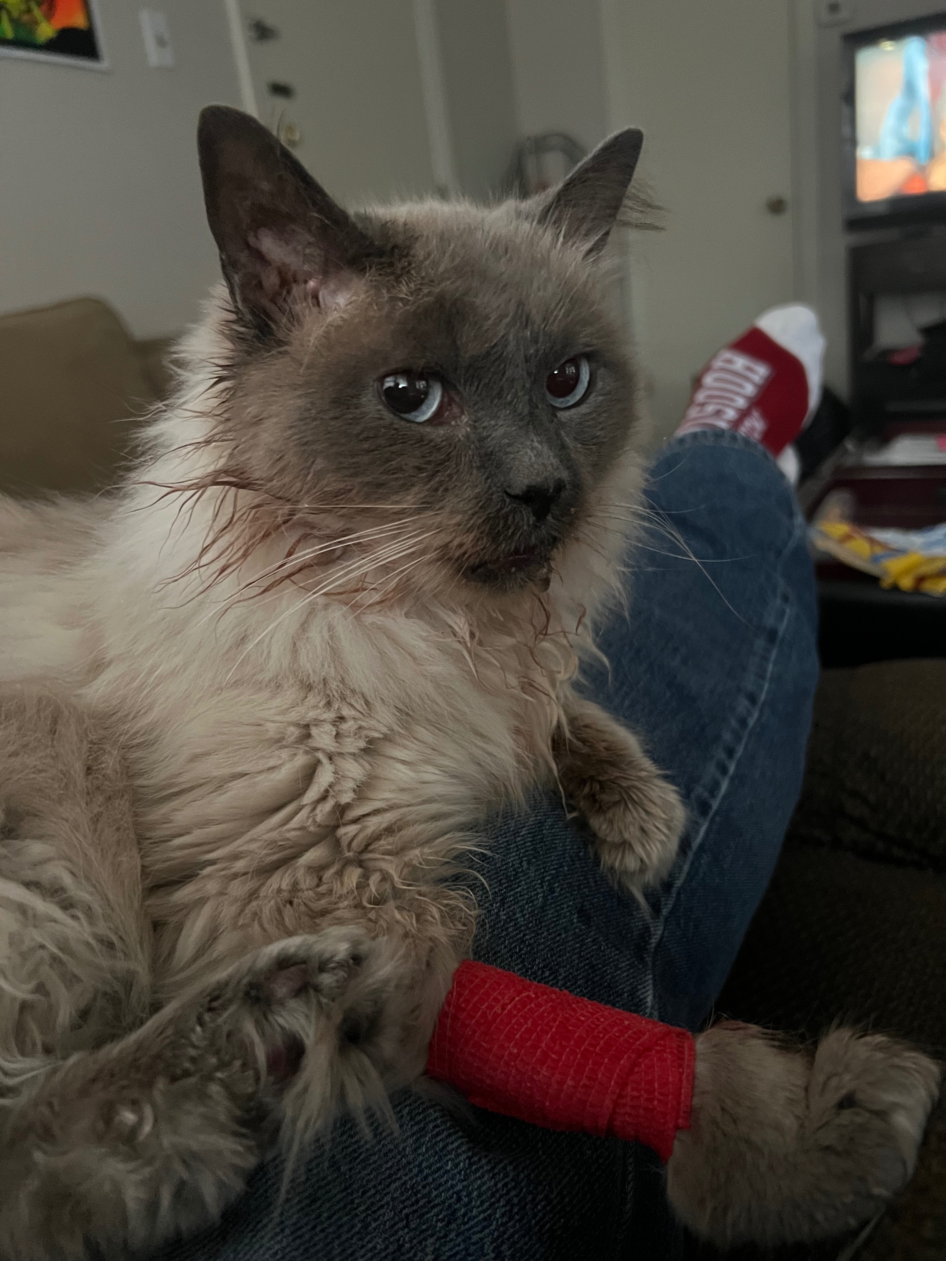 Help Mallo Get the Care He Needs campaign photo, 4 of 6