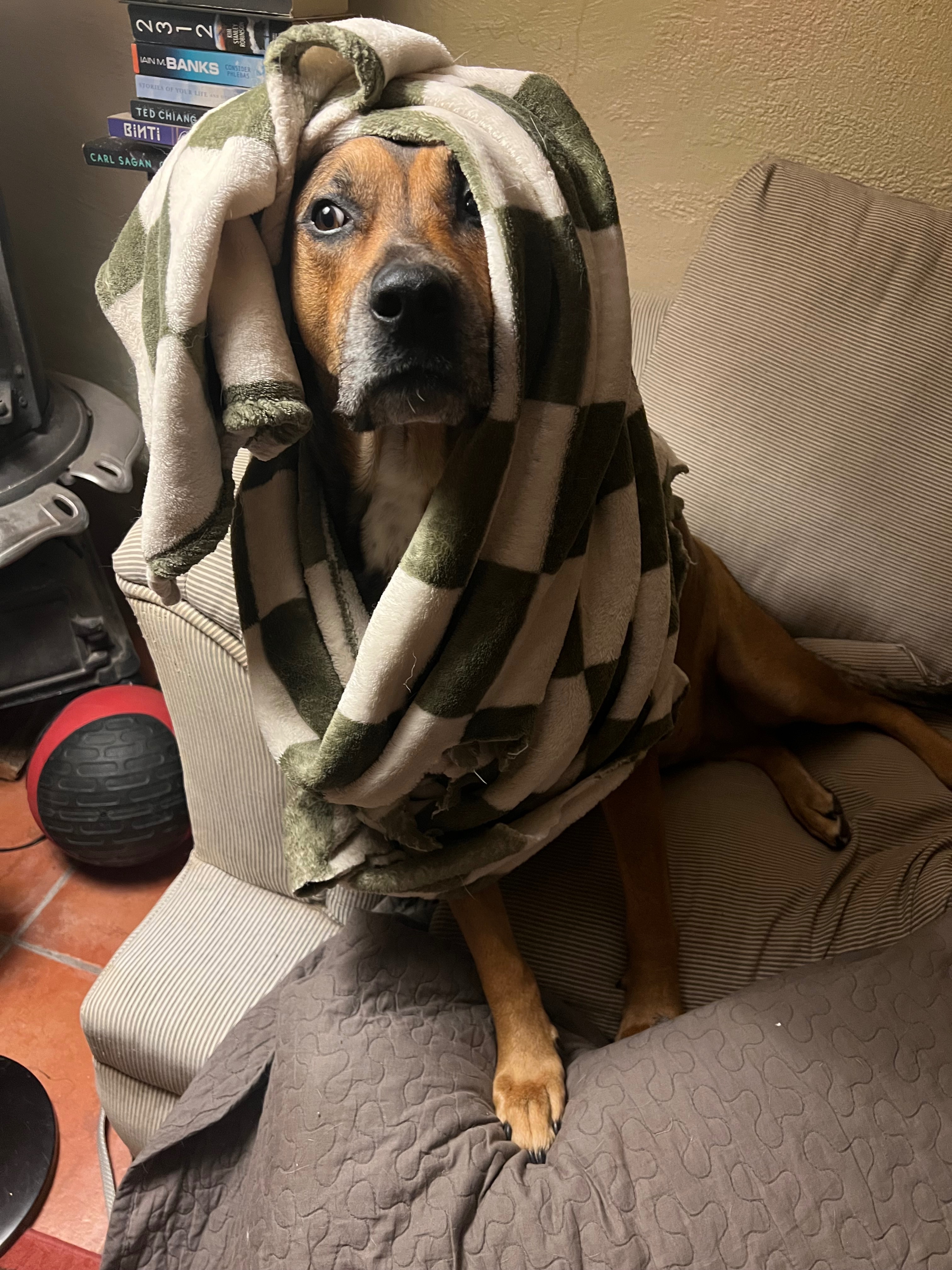 Help Lentil Heal: Surgery for Our Pup campaign photo, 2 of 8