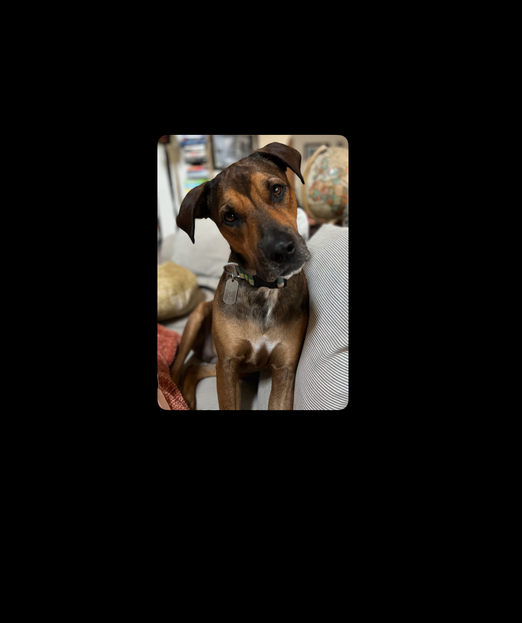 Help Lentil Heal: Surgery for Our Pup campaign photo, 4 of 8