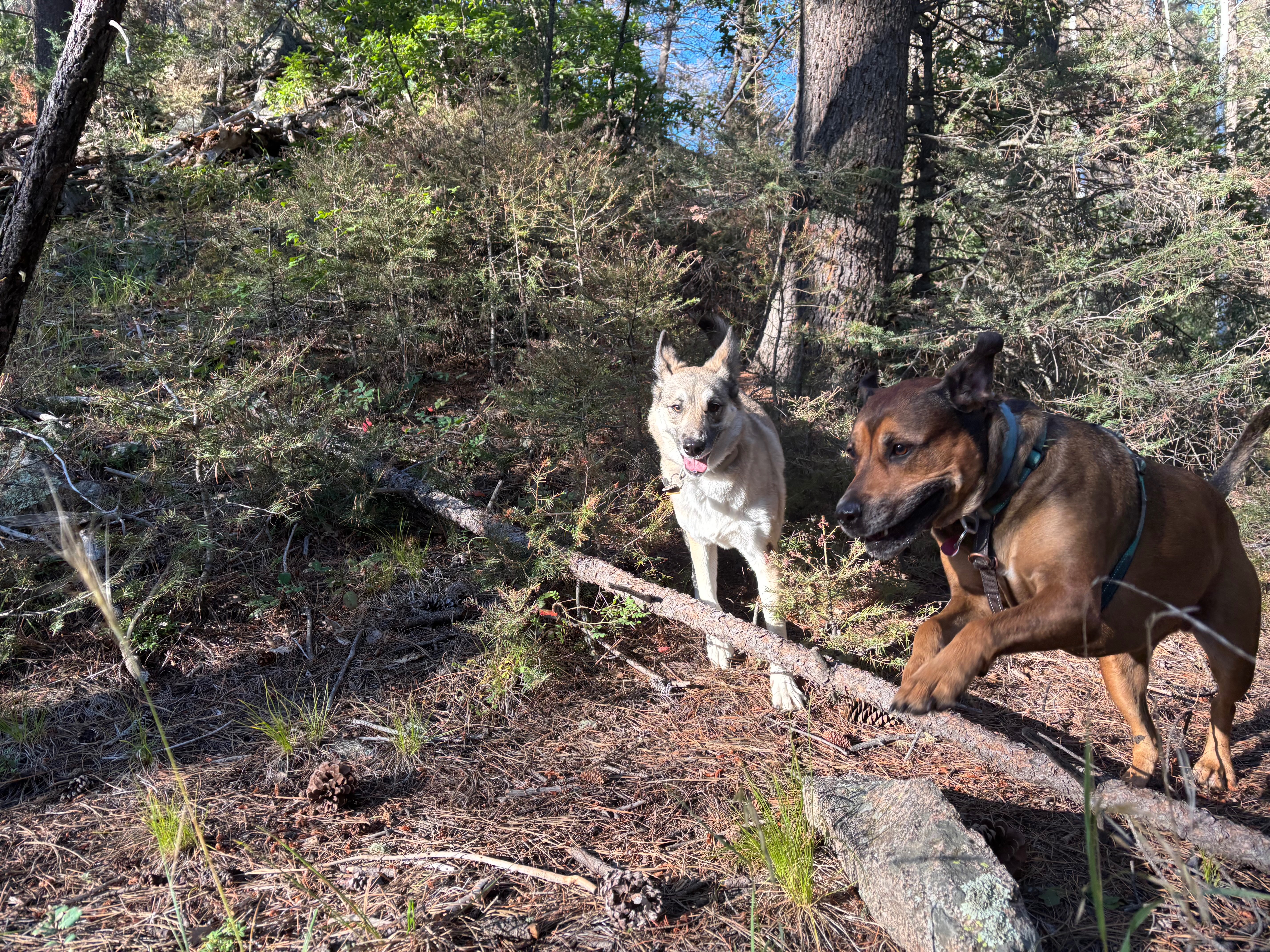 Help Lentil Heal: Surgery for Our Pup campaign photo, 6 of 8
