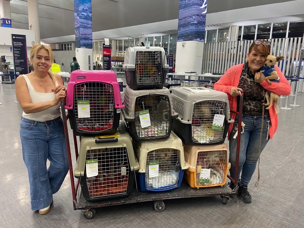 Hero in Need: Temporary support to care for her rescue dogs campaign photo, 2 of 4
