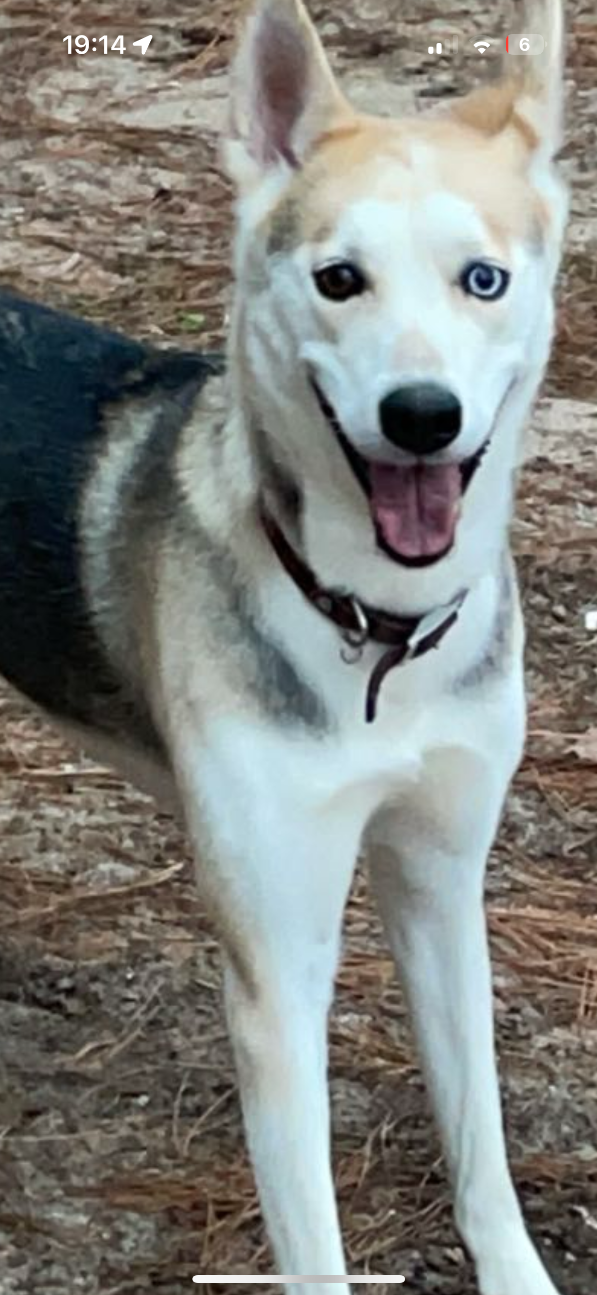 PLEASE HELP ME SAVE MY HUSKY ROXY! campaign photo, 5 of 6
