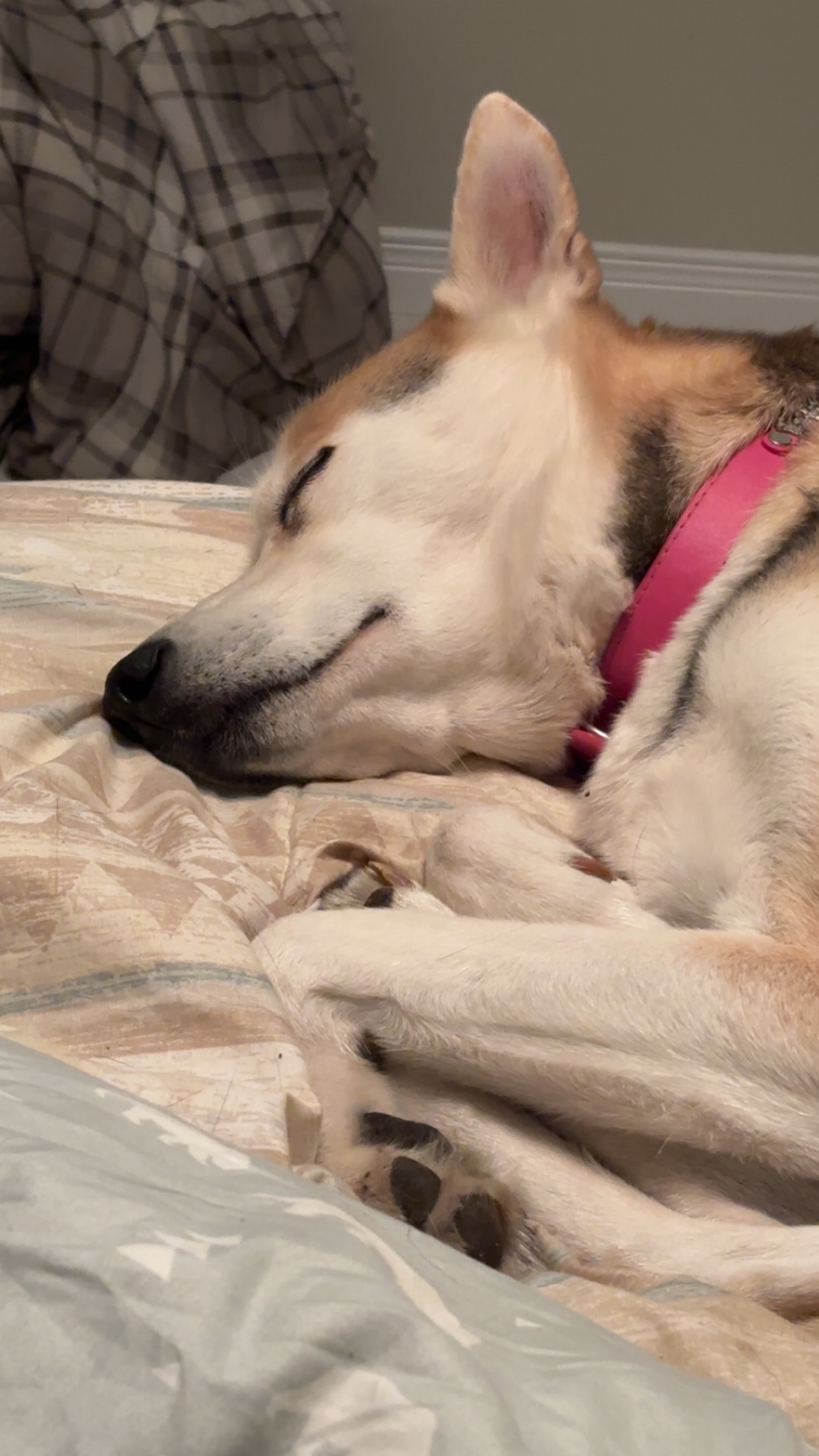 PLEASE HELP ME SAVE MY HUSKY ROXY! campaign photo, 2 of 6