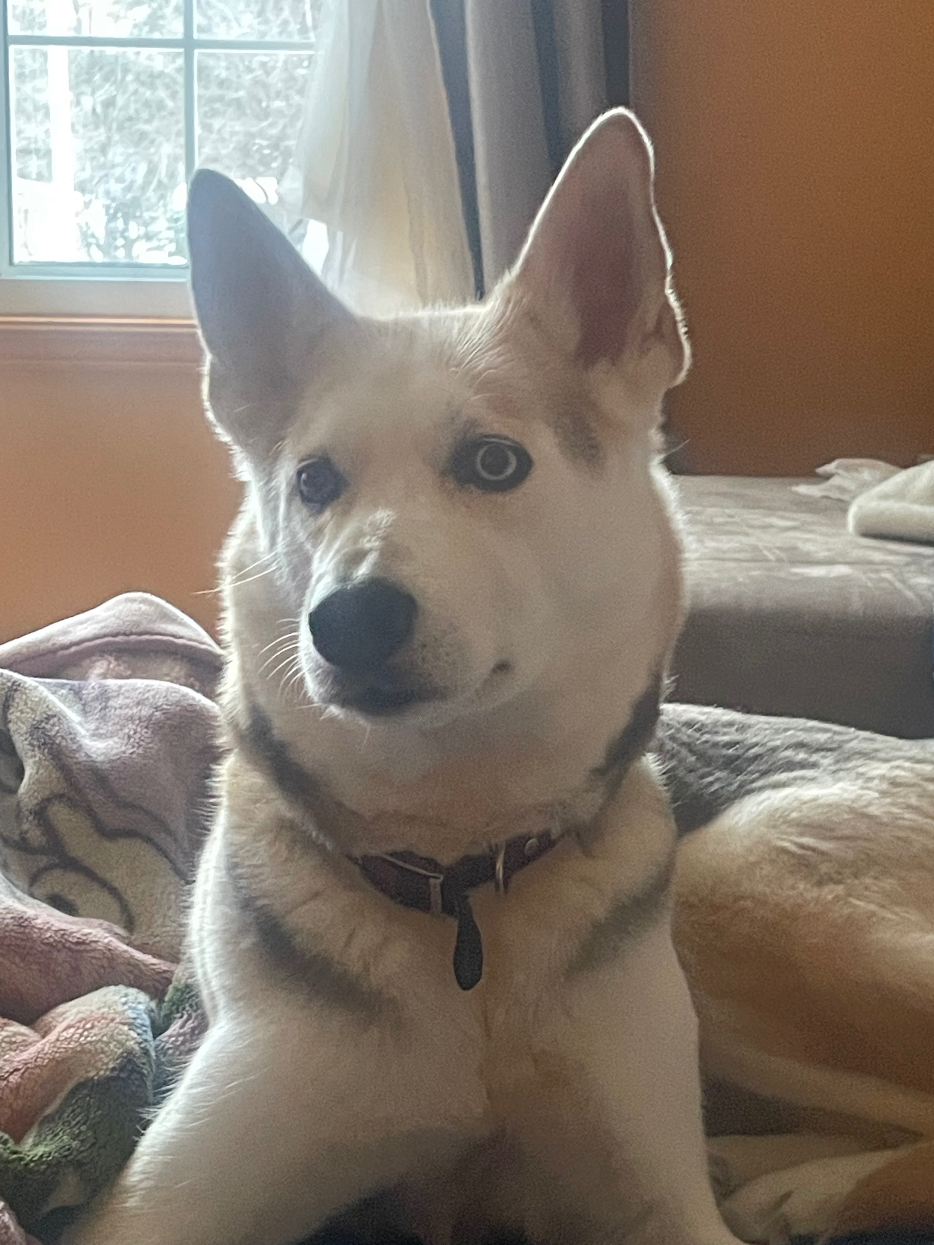 PLEASE HELP ME SAVE MY HUSKY ROXY! campaign photo, 4 of 6