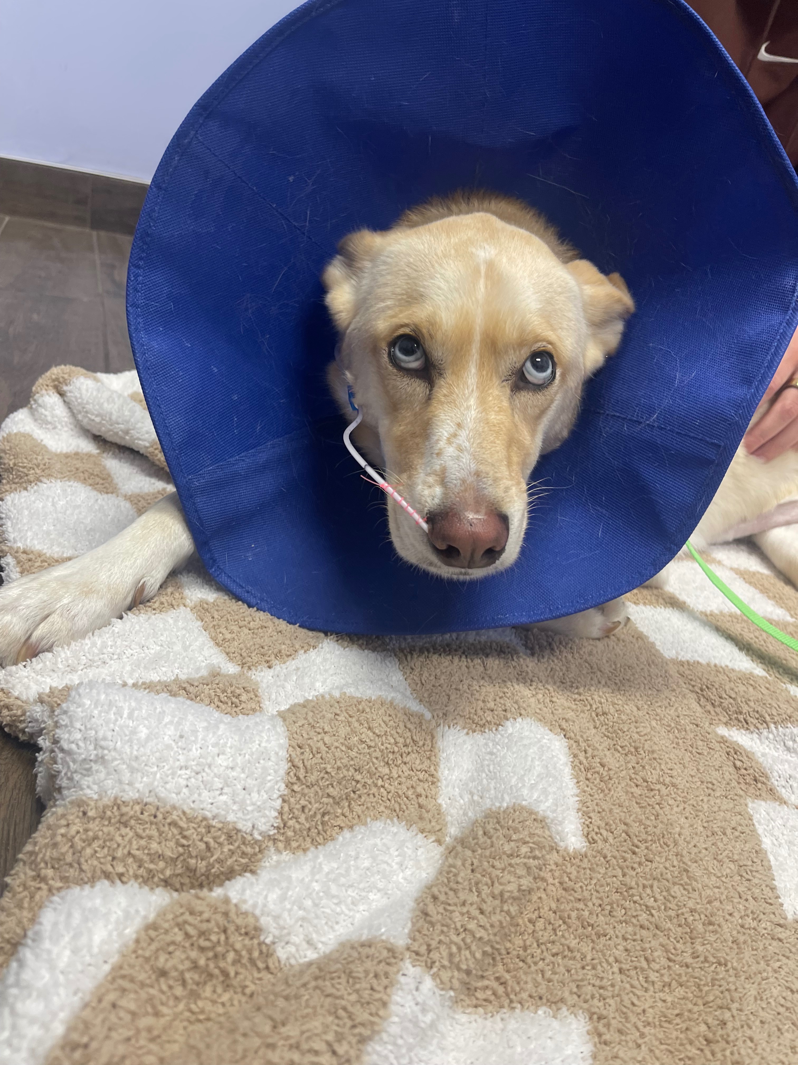 Help Lena Overcome Her Medical Battle campaign photo, 2 of 7
