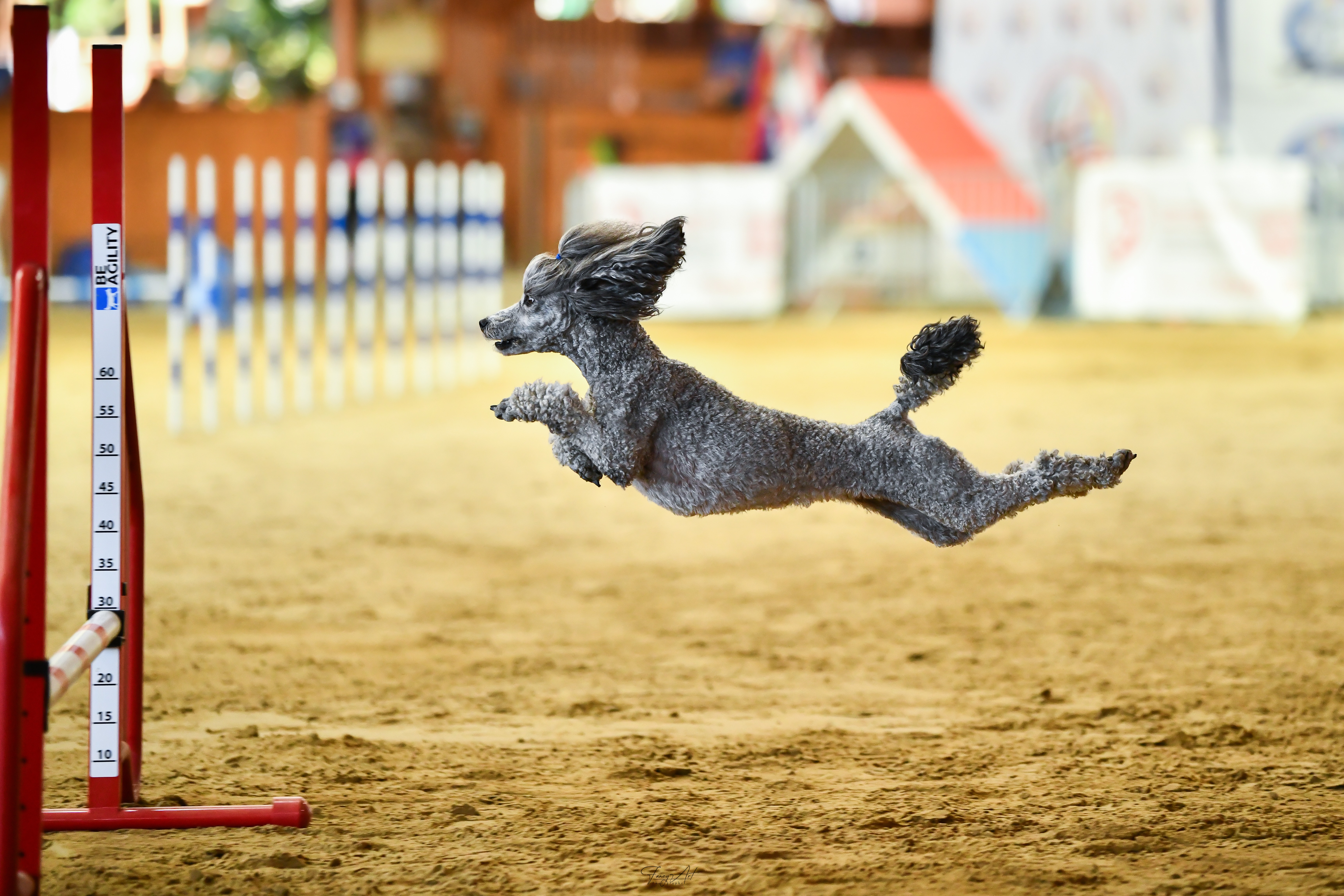 Help Reese & Havana Compete for Team USA in Spain campaign photo, 2 of 7