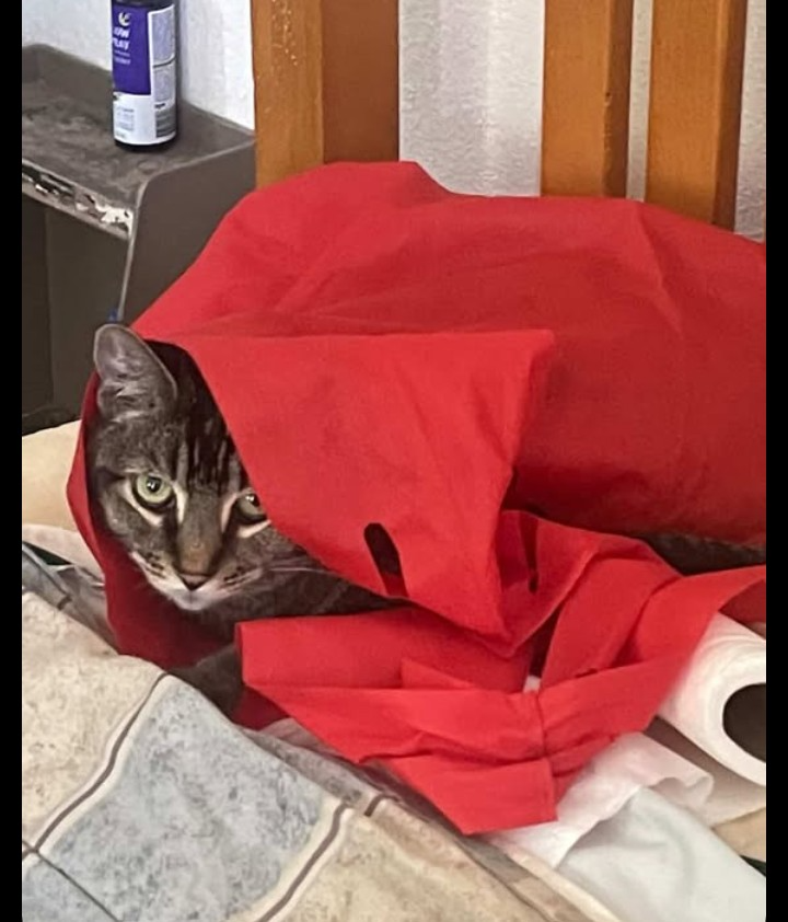 Not All Hero's Wear Capes-Some Have Whiskers campaign photo, 7 of 8