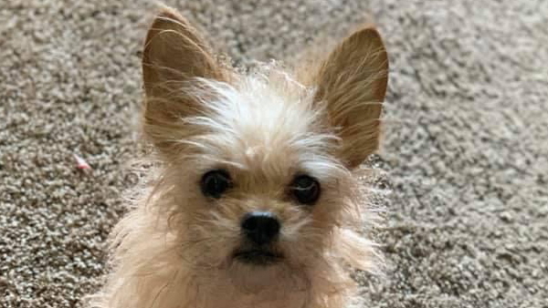Help Dezi Keep Her Leg After Tragic Accident photo