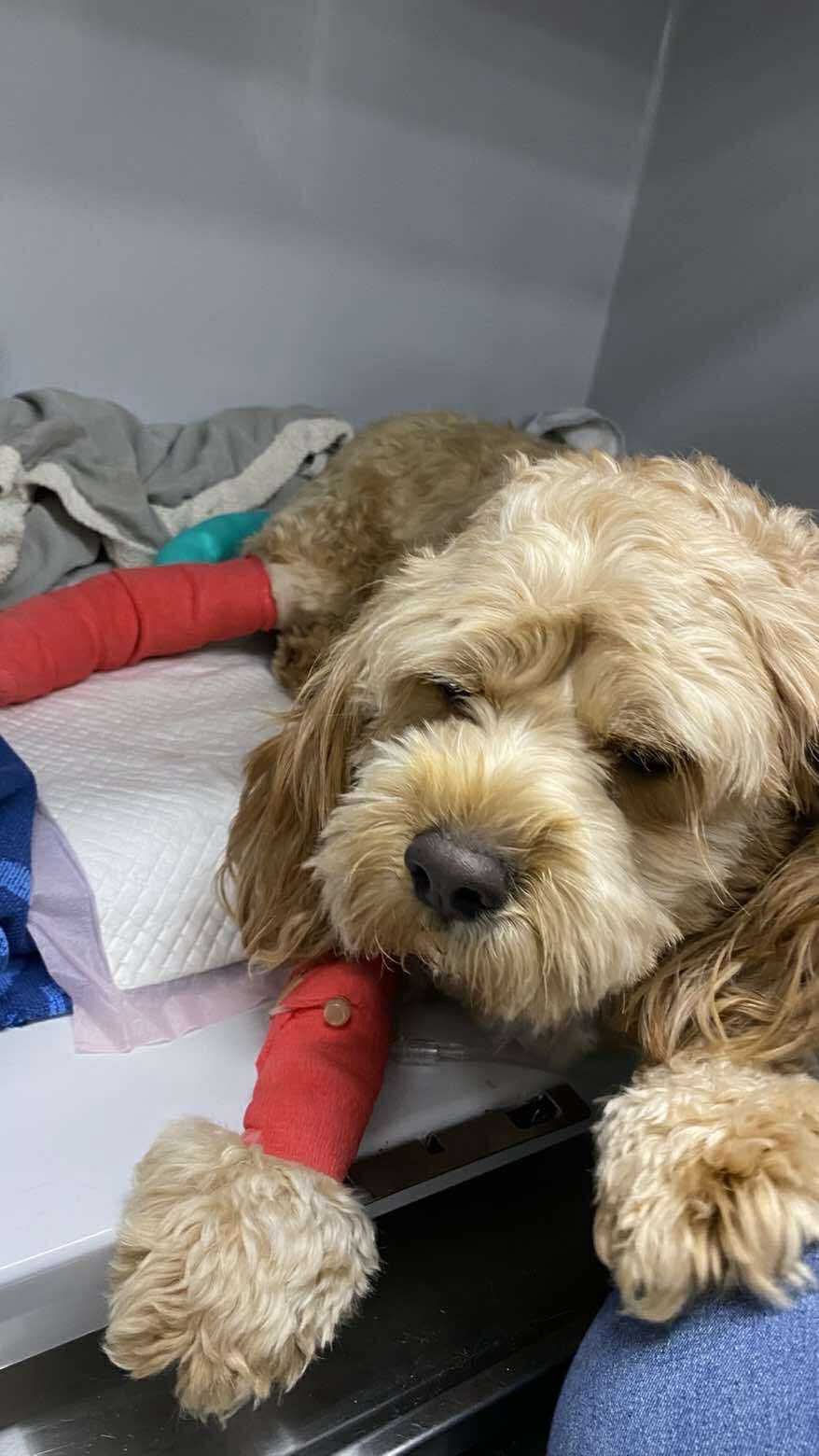 Emergency Surgery Needed for Our Beloved Archie campaign photo, 2 of 4
