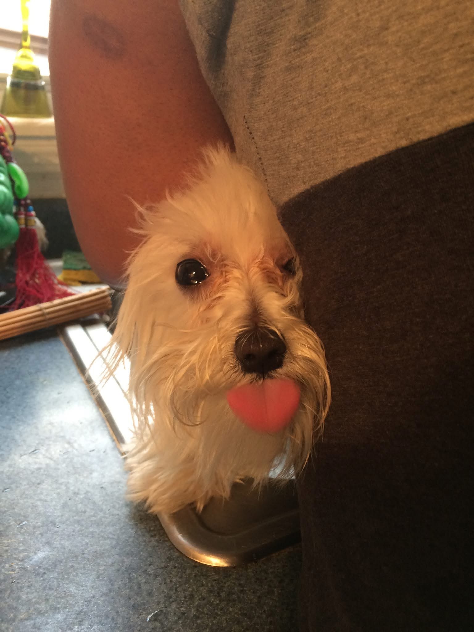 Urgent: Help Taz Get the Care He Needs and Keep Him Spinning campaign photo, 6 of 7