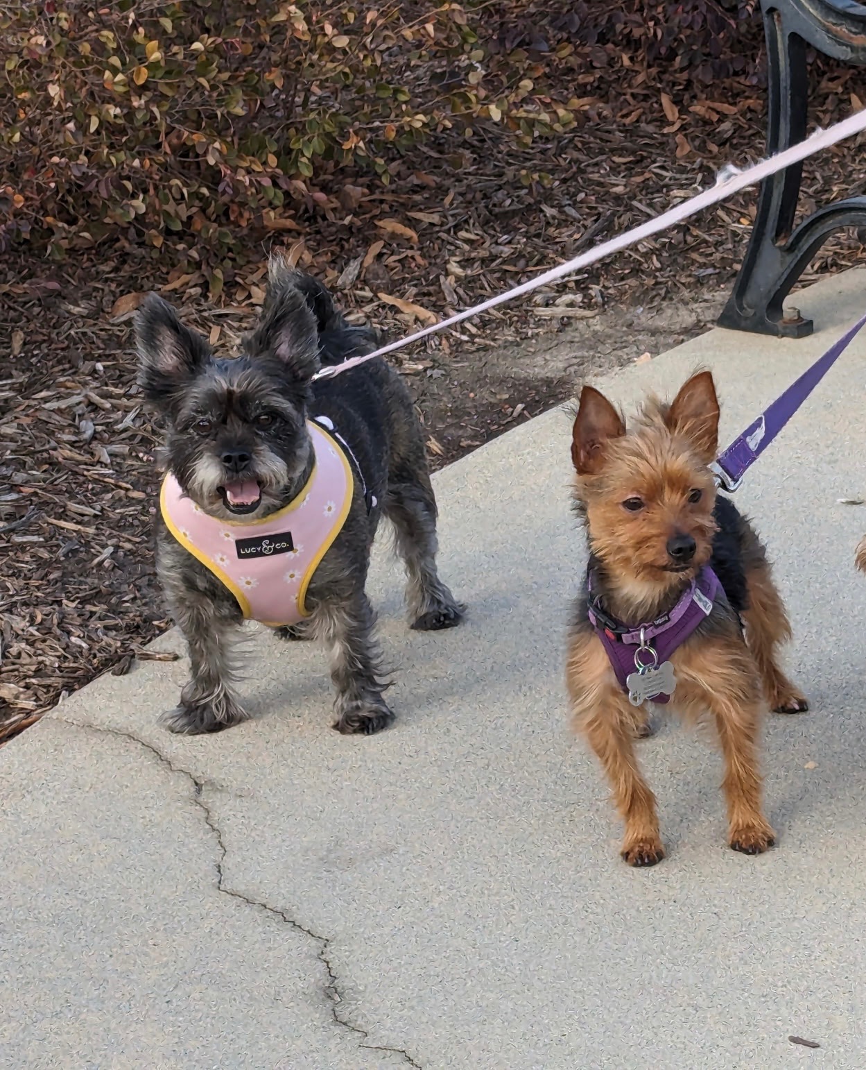 Help Melody, Ava & Prince Recover from Dog Attack campaign photo, 6 of 7