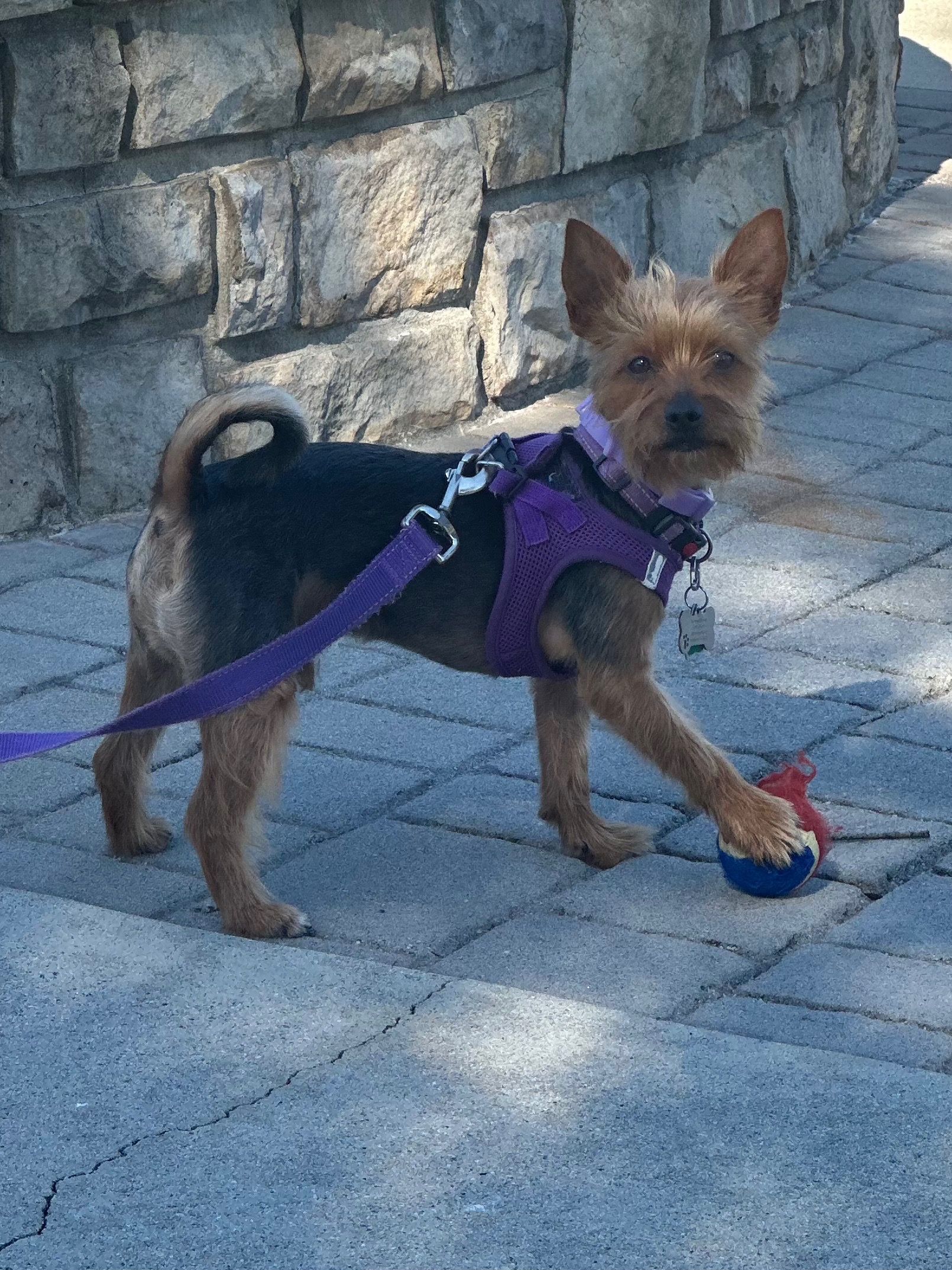 Help Melody, Ava & Prince Recover from Dog Attack campaign photo, 2 of 7