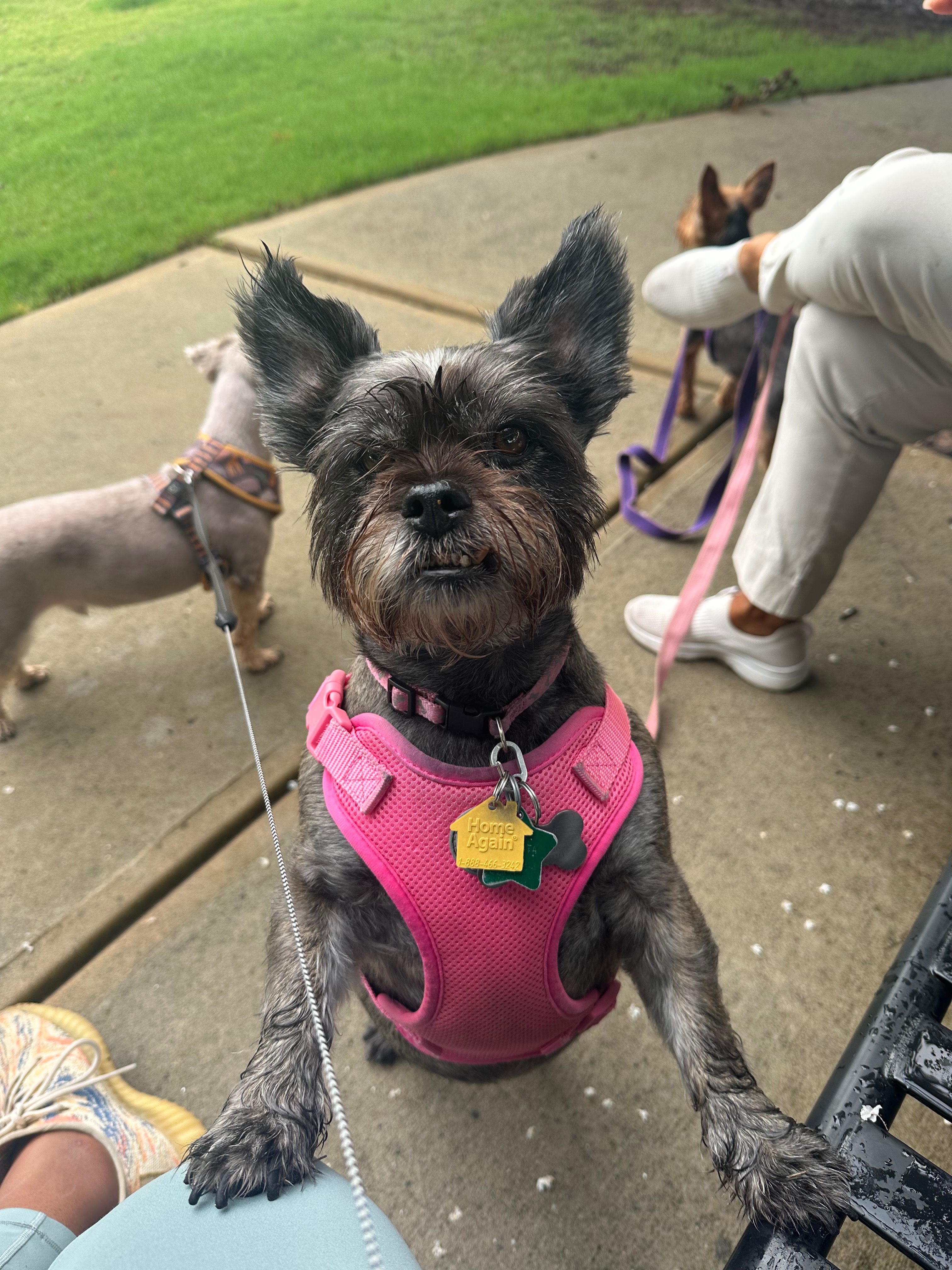 Help Melody, Ava & Prince Recover from Dog Attack campaign photo, 4 of 7