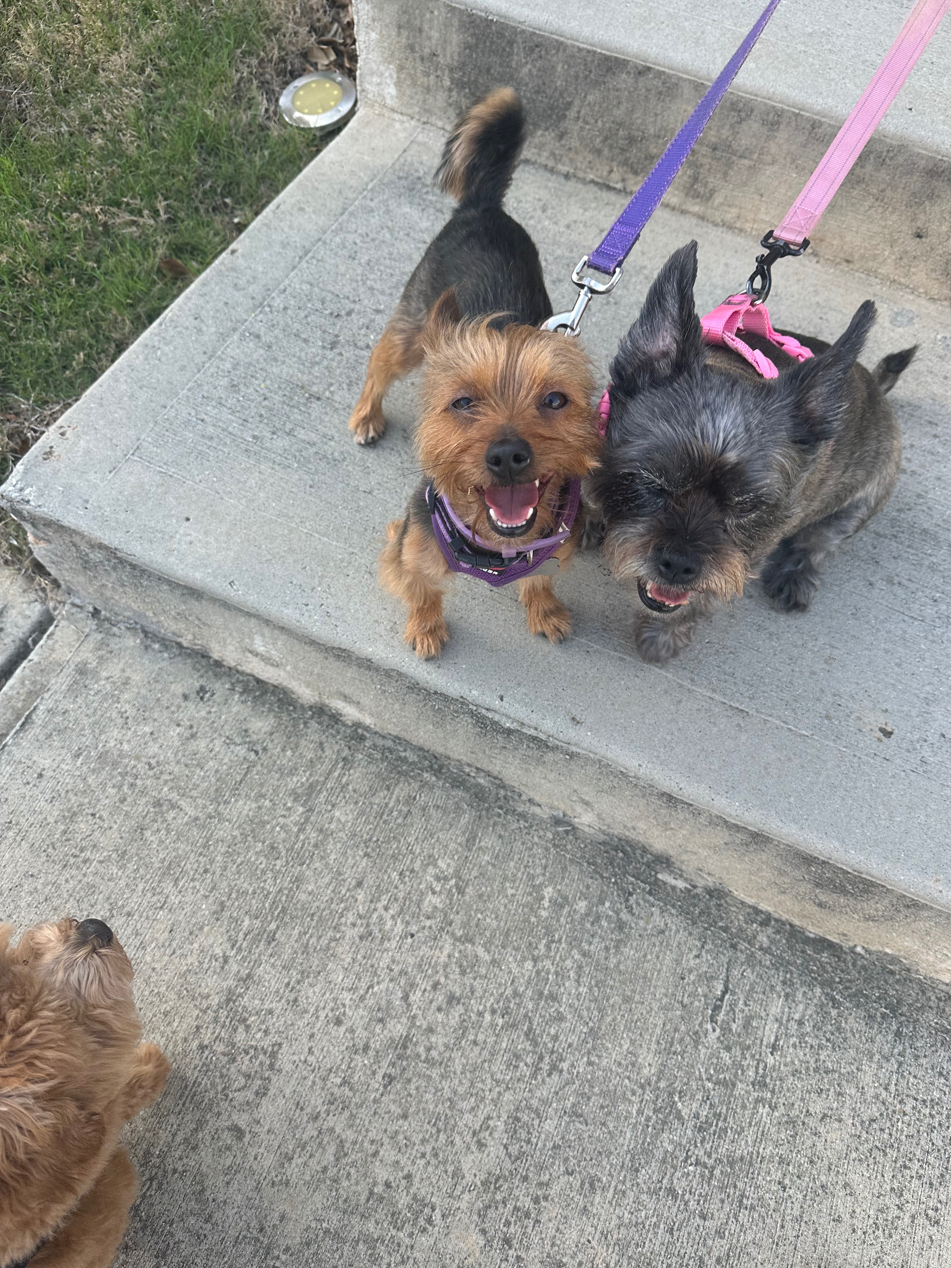 Help Melody, Ava & Prince Recover from Dog Attack campaign photo, 5 of 7