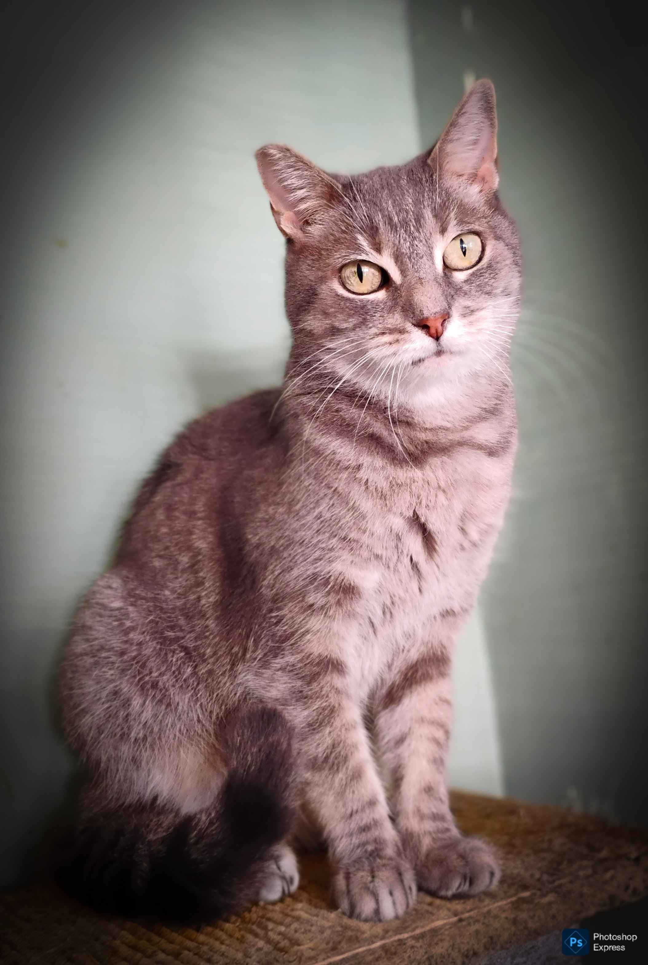 Fur-Ever Loved Cat Rescue campaign photo, 7 of 8
