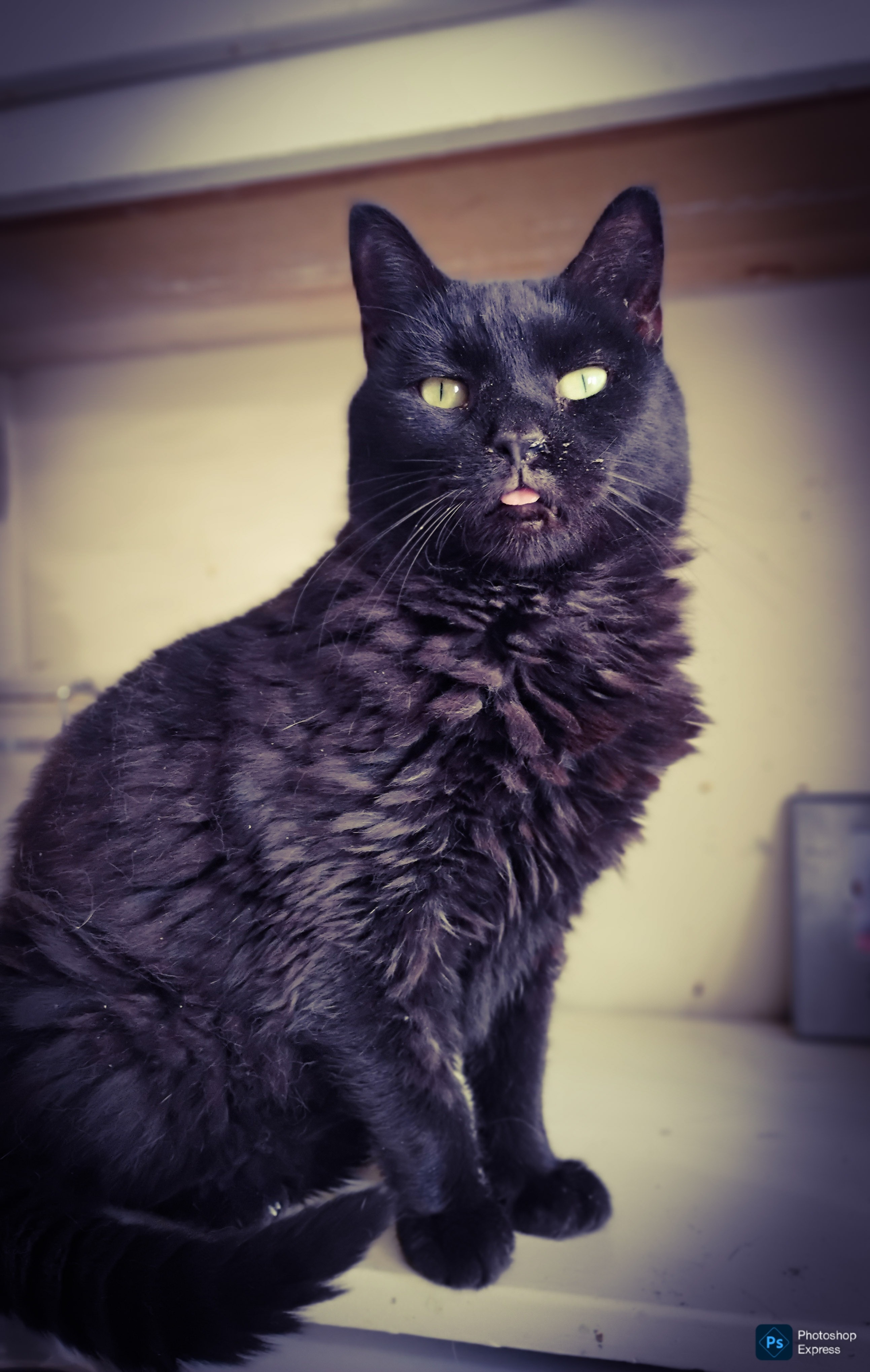 Fur-Ever Loved Cat Rescue campaign photo, 4 of 8