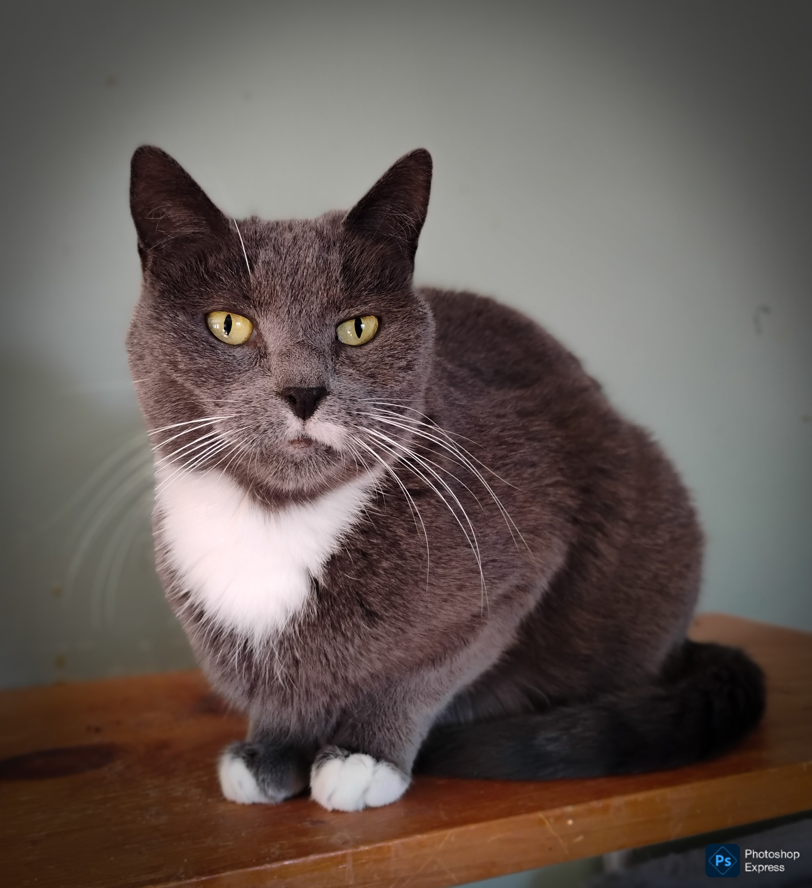 Fur-Ever Loved Cat Rescue campaign photo, 5 of 8