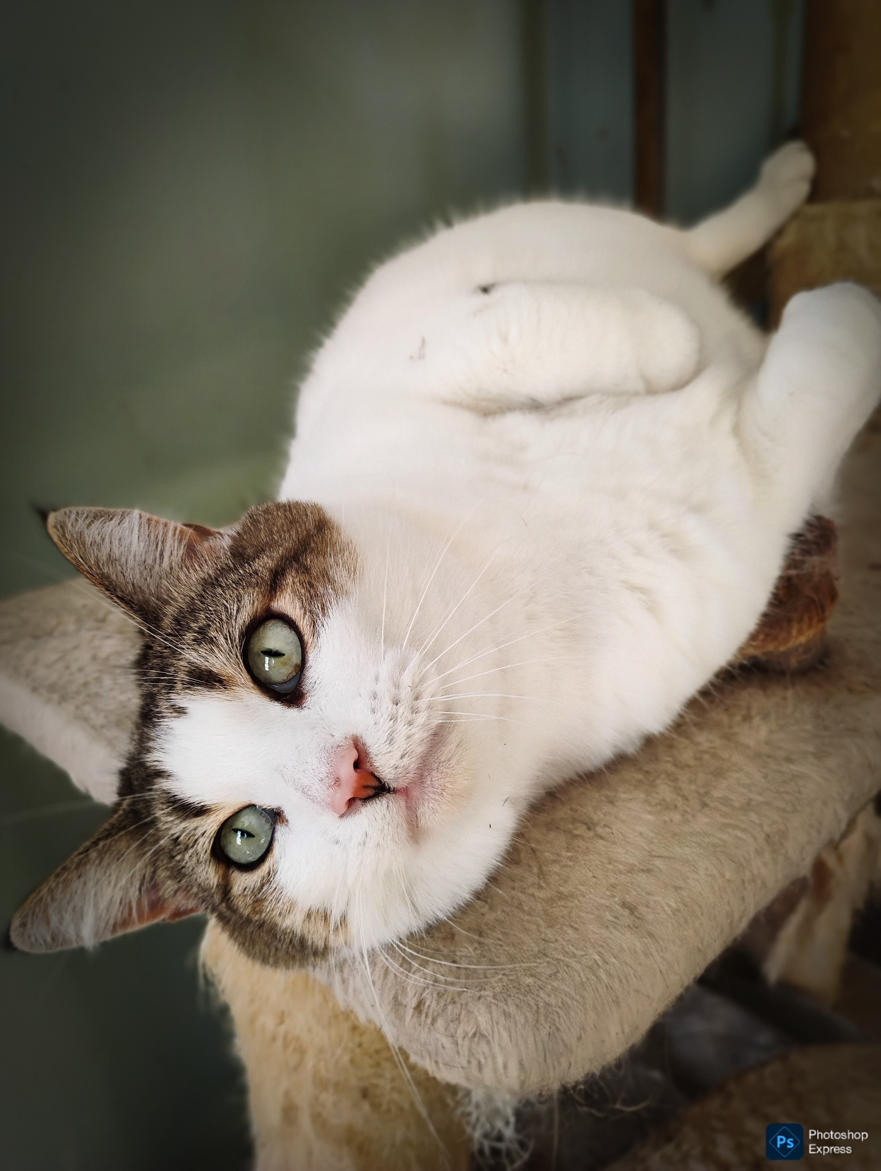 Fur-Ever Loved Cat Rescue campaign photo, 6 of 8