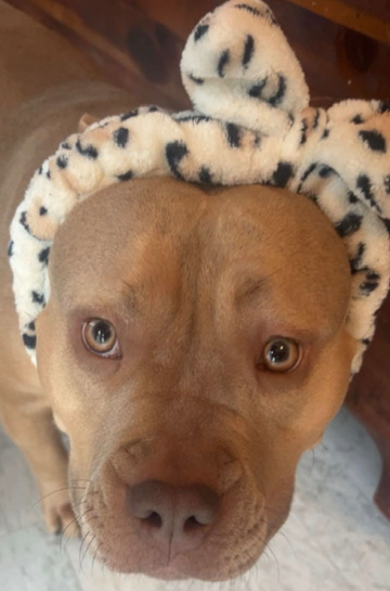 Support Nala's Journey to Health campaign photo, 2 of 6