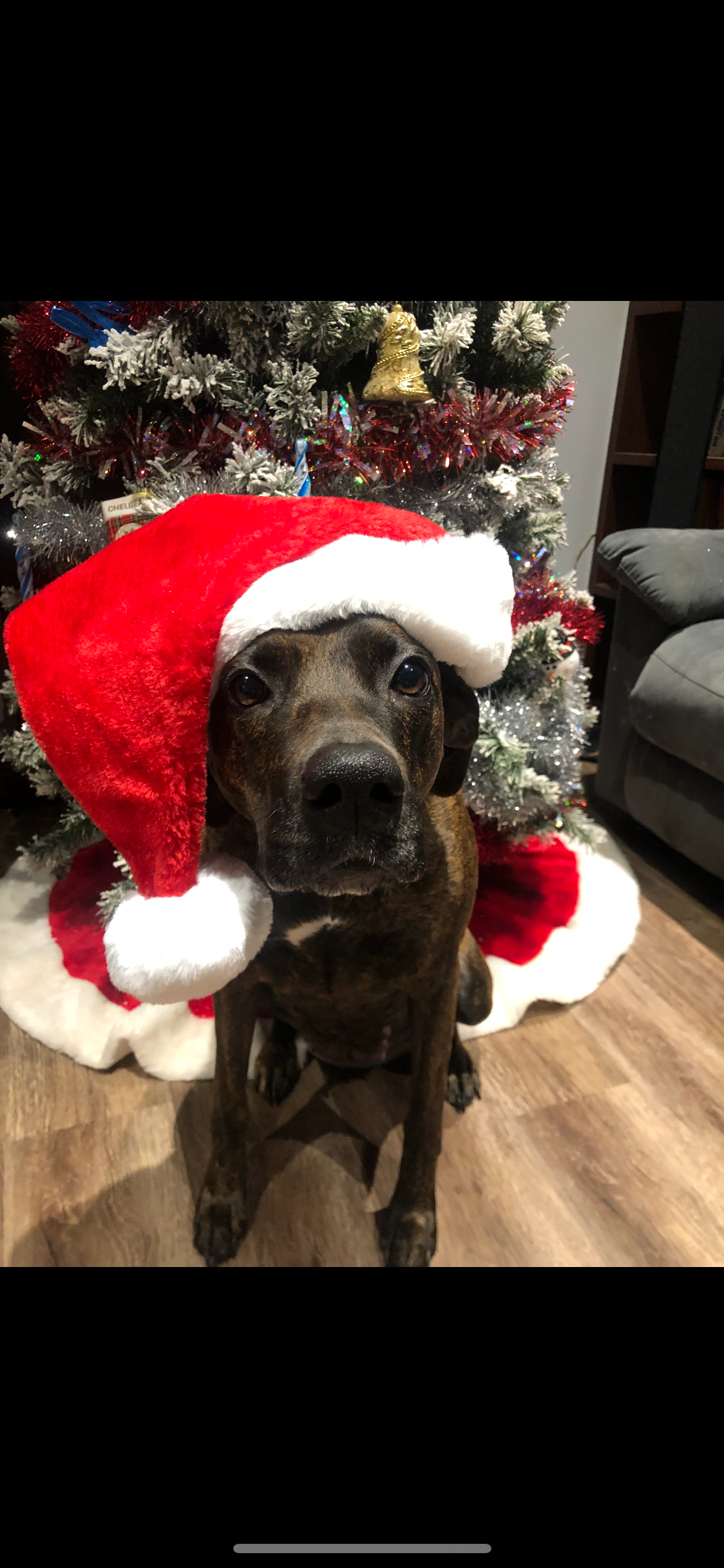 please help my fur baby get her surgery campaign photo, 7 of 8