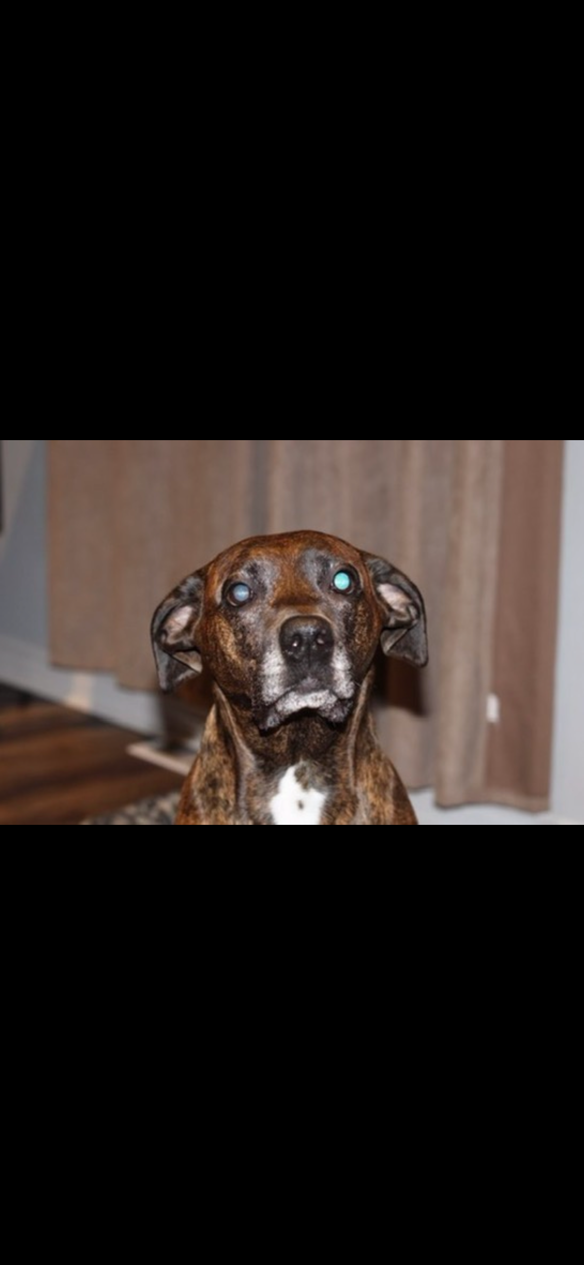 please help my fur baby get her surgery campaign photo, 2 of 8
