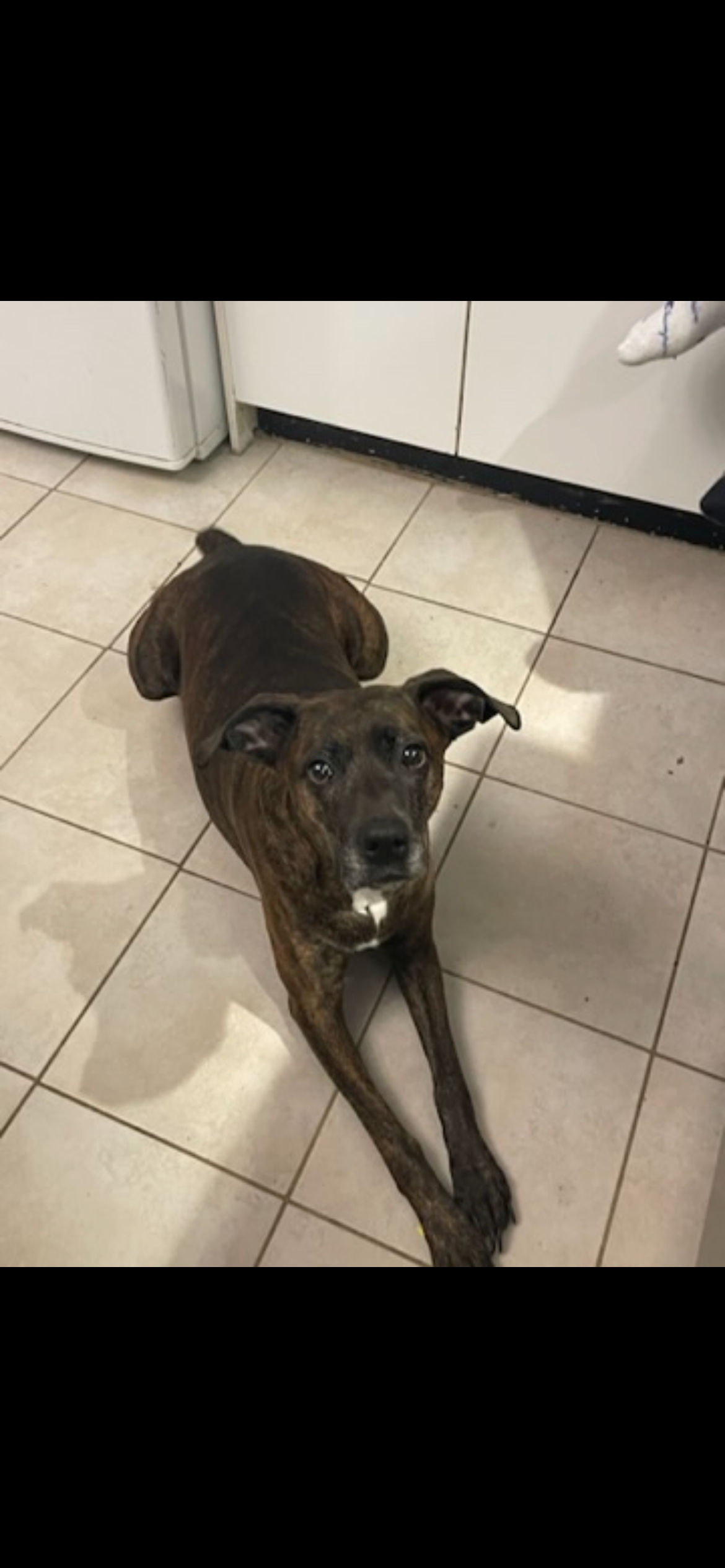 please help my fur baby get her surgery campaign photo, 4 of 8