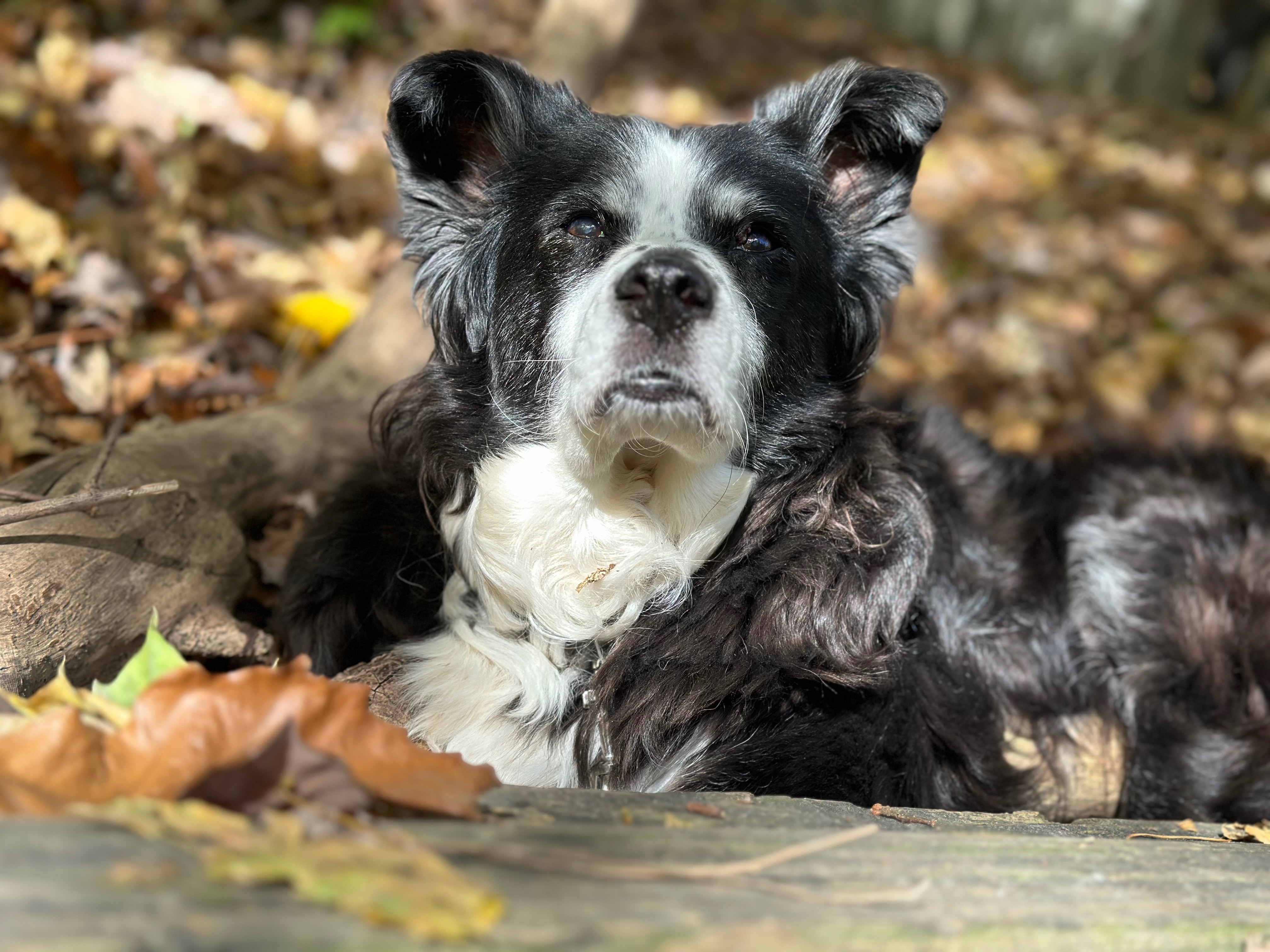 Support Rosie’s End-of-Life Care Needs campaign photo, 6 of 8