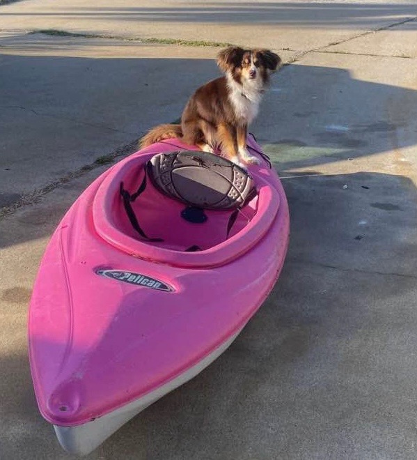 Help Cremate Kona, My Beloved Mini Aussie campaign photo, 7 of 8