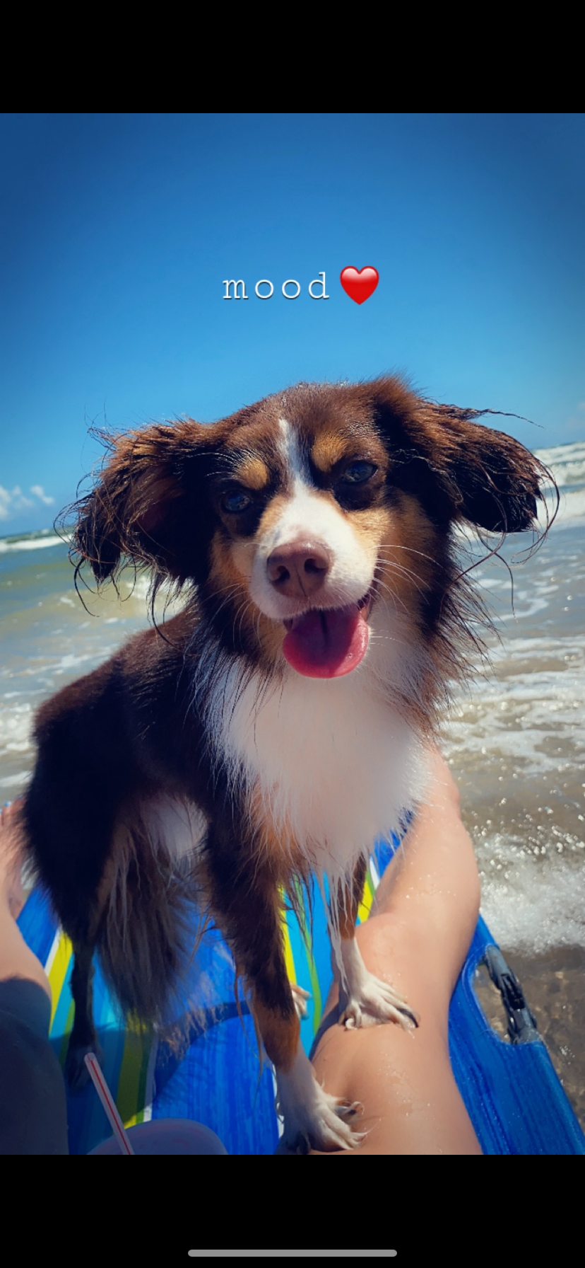 Help Cremate Kona, My Beloved Mini Aussie campaign photo, 2 of 8