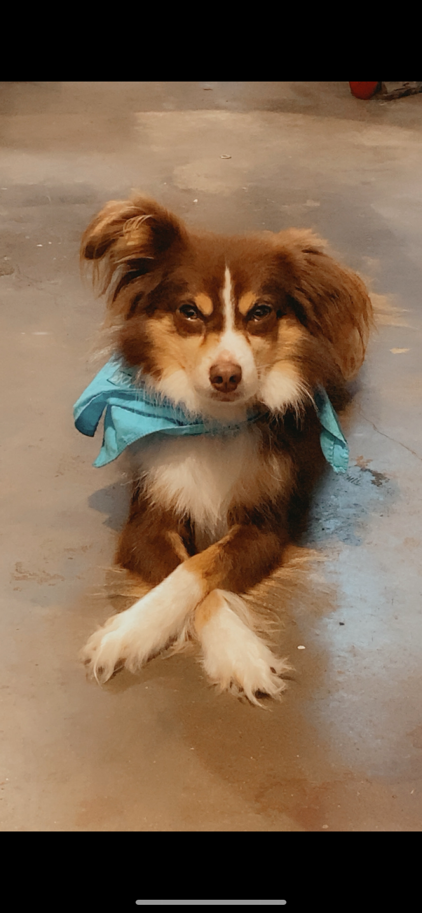 Help Cremate Kona, My Beloved Mini Aussie campaign photo, 4 of 8