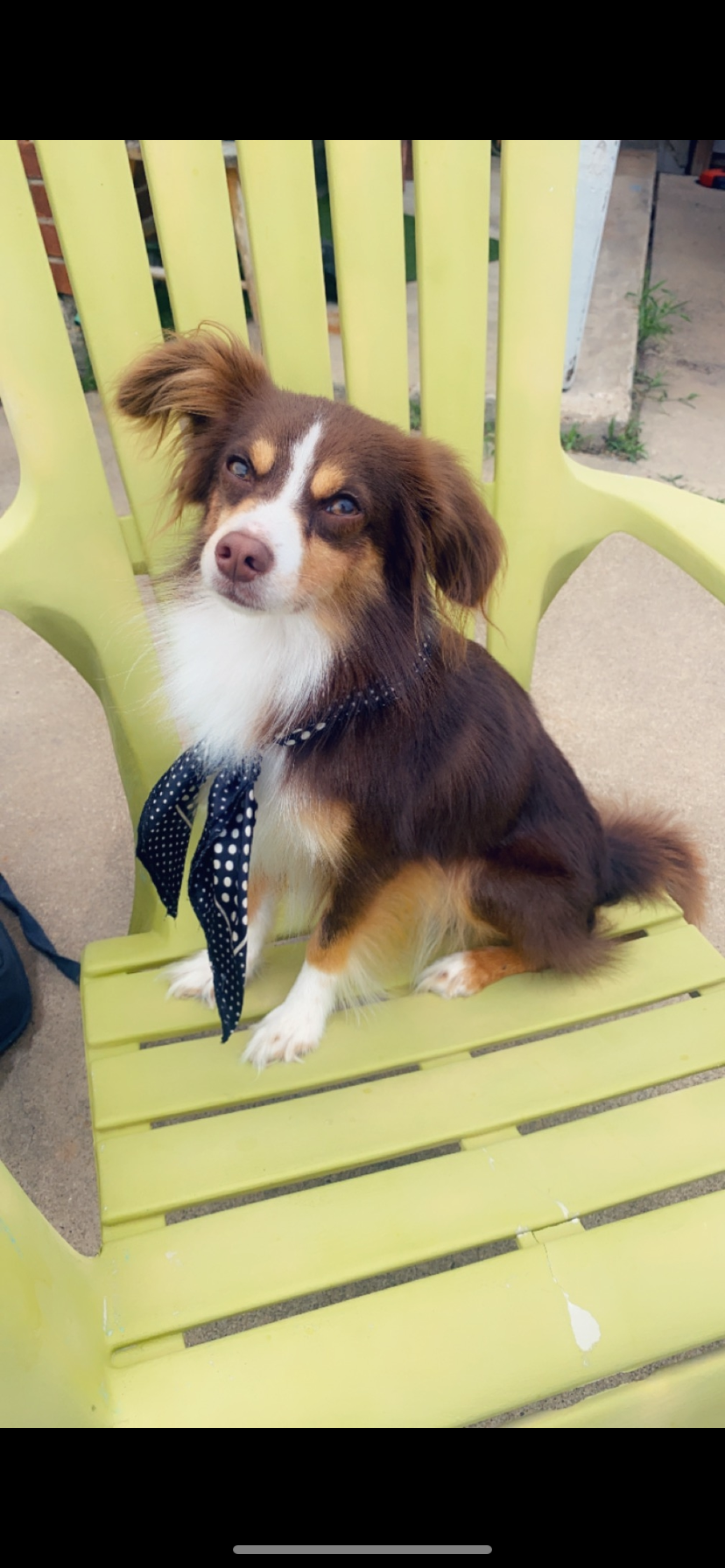 Help Cremate Kona, My Beloved Mini Aussie campaign photo, 5 of 8