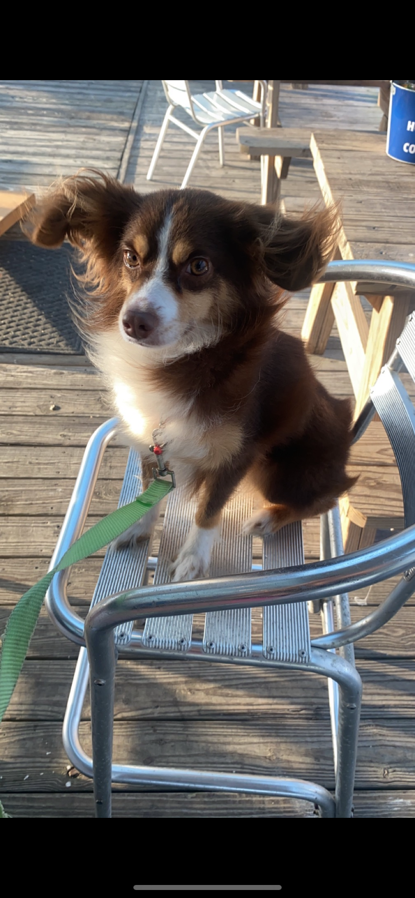 Help Cremate Kona, My Beloved Mini Aussie campaign photo, 6 of 8