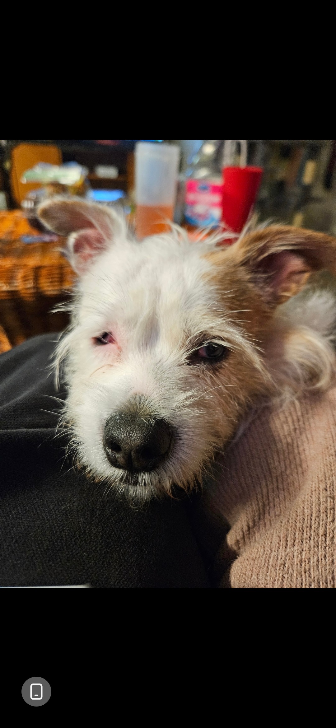 Support Leela’s Tumor Removal Fund campaign photo, 7 of 8