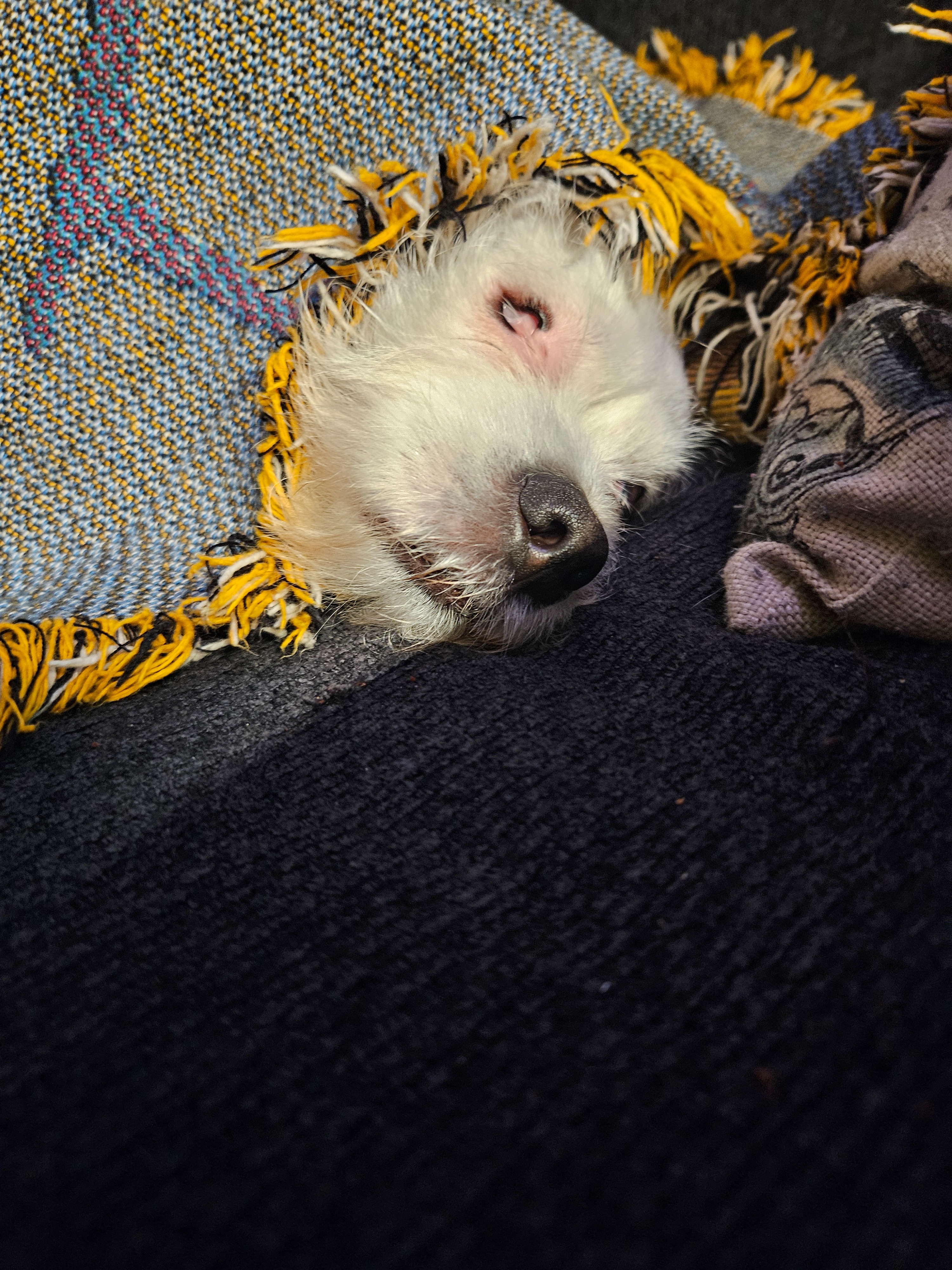 Support Leela’s Tumor Removal Fund campaign photo, 4 of 8