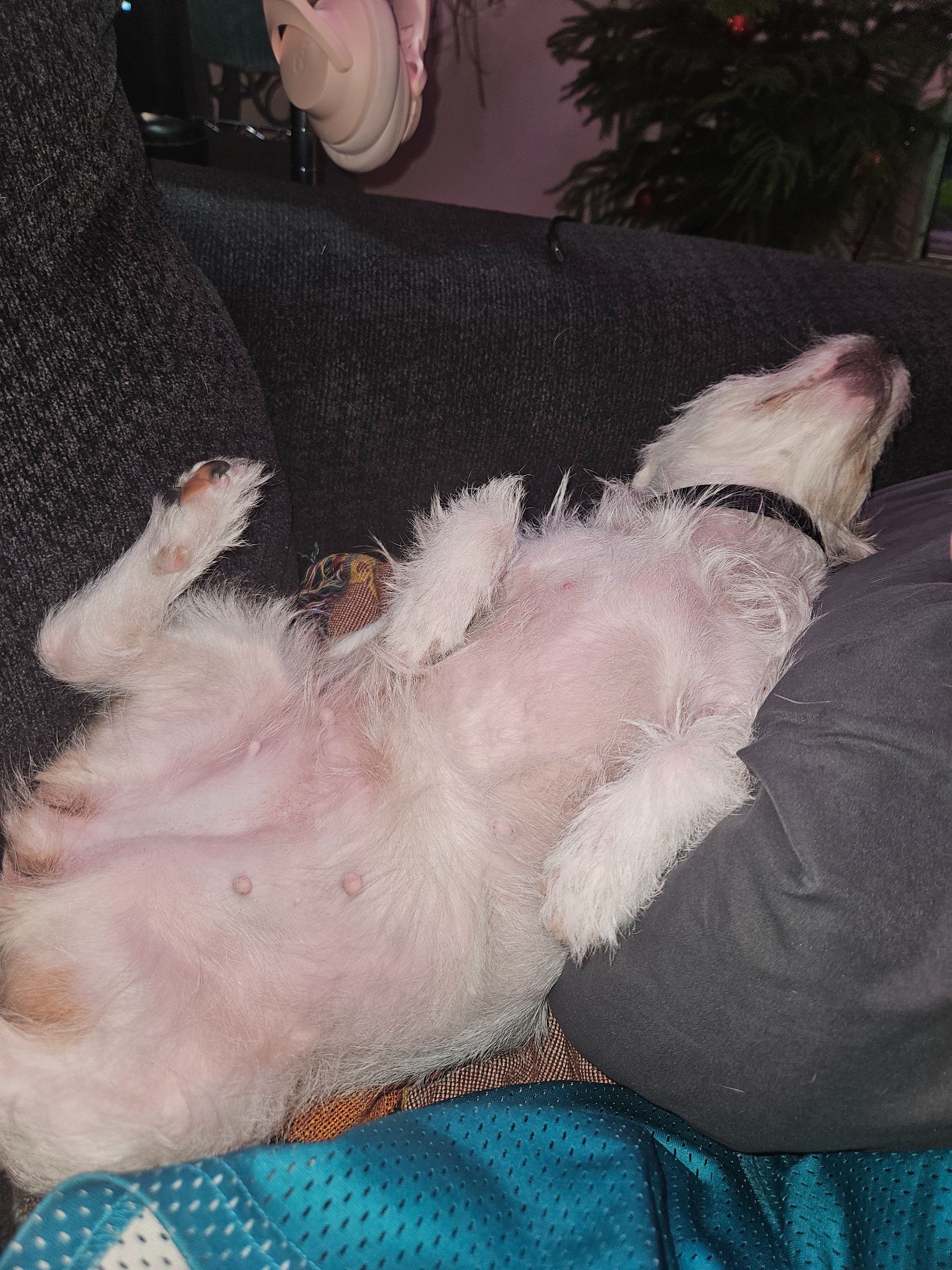 Support Leela’s Tumor Removal Fund campaign photo, 5 of 8