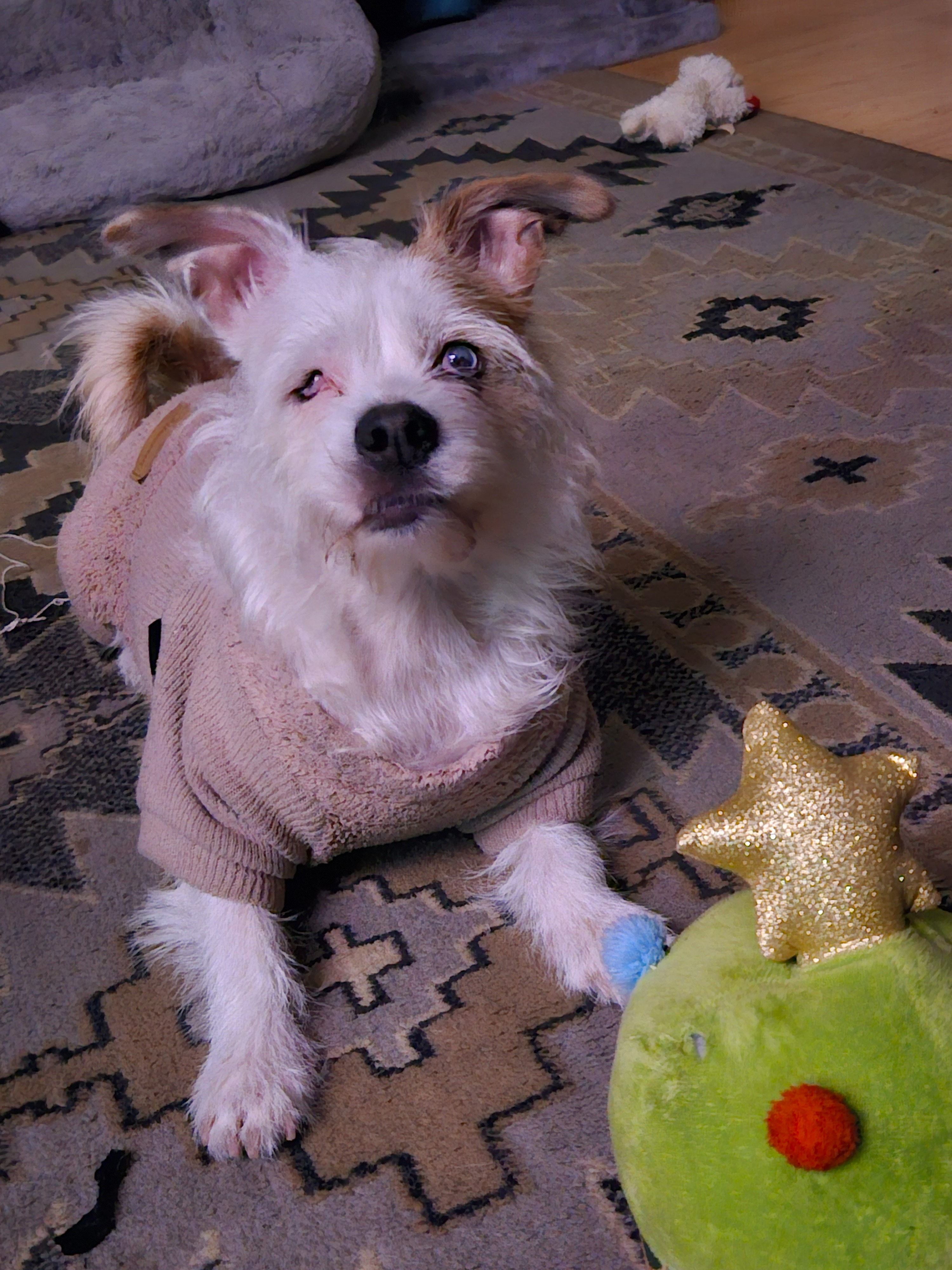 Support Leela’s Tumor Removal Fund campaign photo, 6 of 8