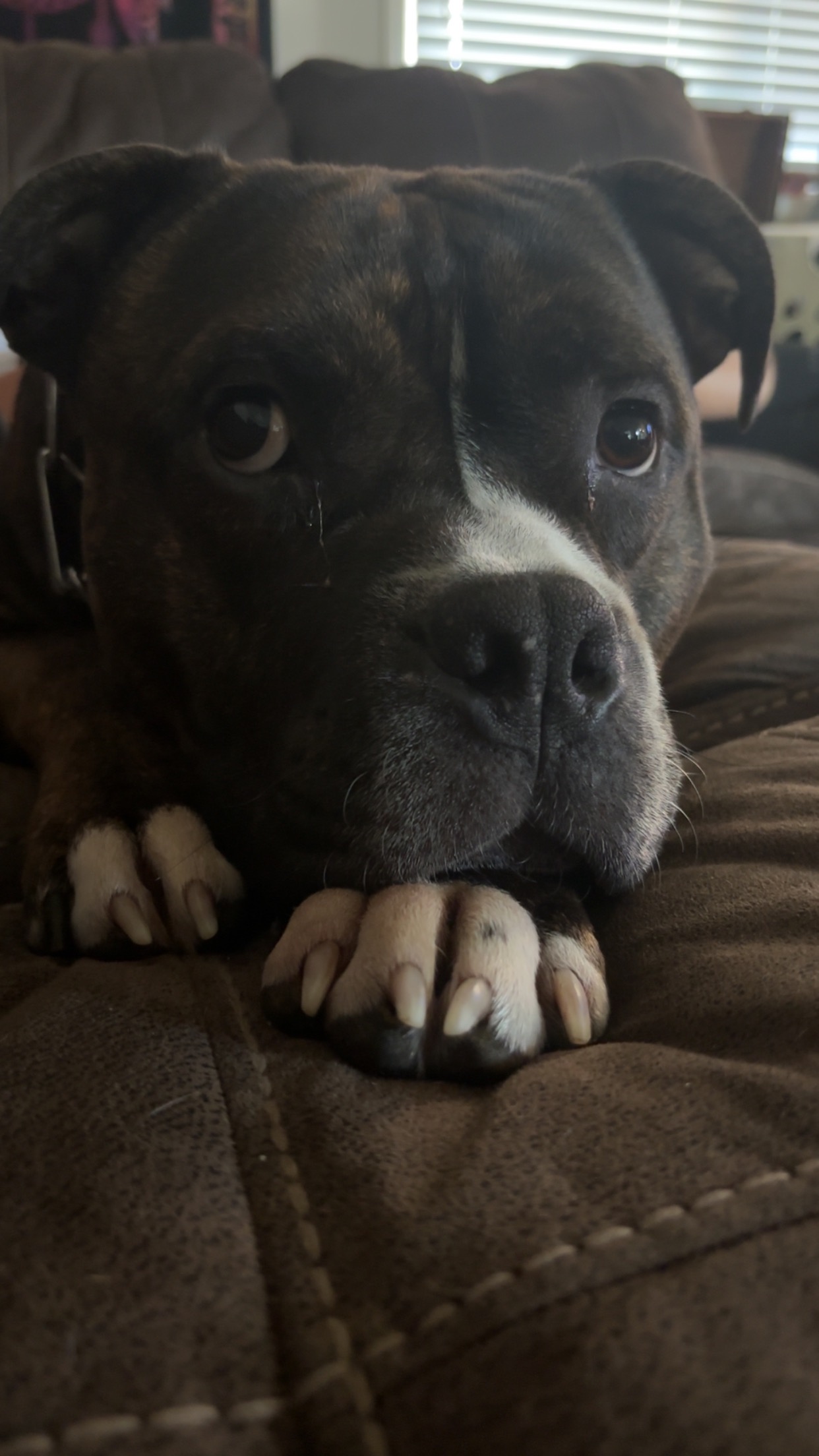Help My Daughter's Service Dog Get Emergency Care campaign photo, 2 of 7