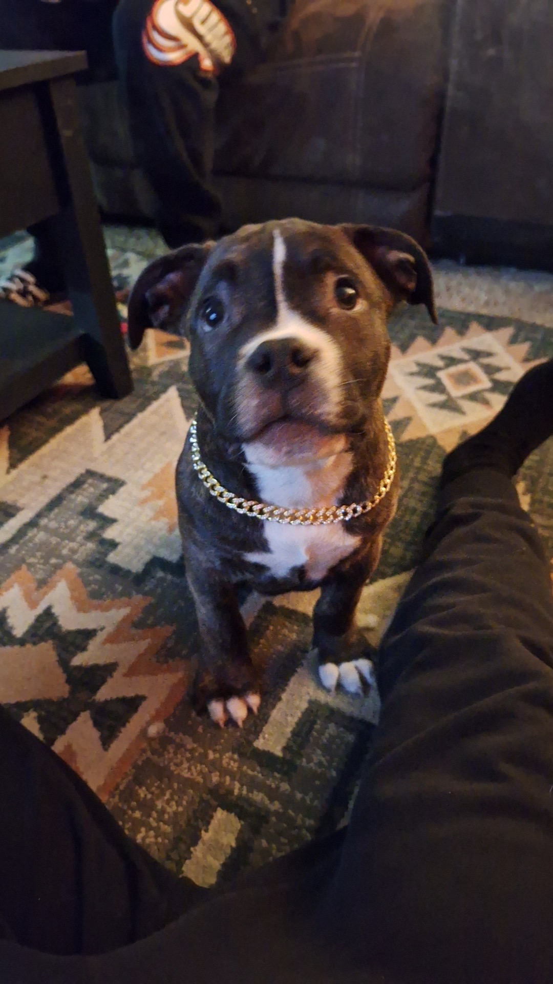 Help My Daughter's Service Dog Get Emergency Care campaign photo, 4 of 7