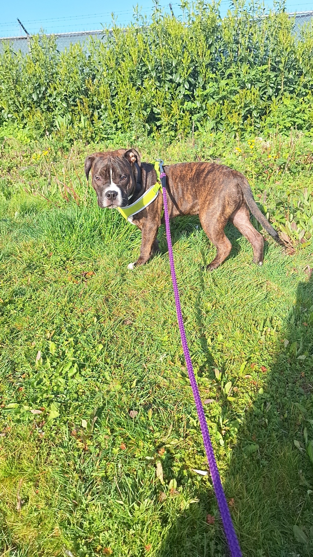 Help My Daughter's Service Dog Get Emergency Care campaign photo, 5 of 7