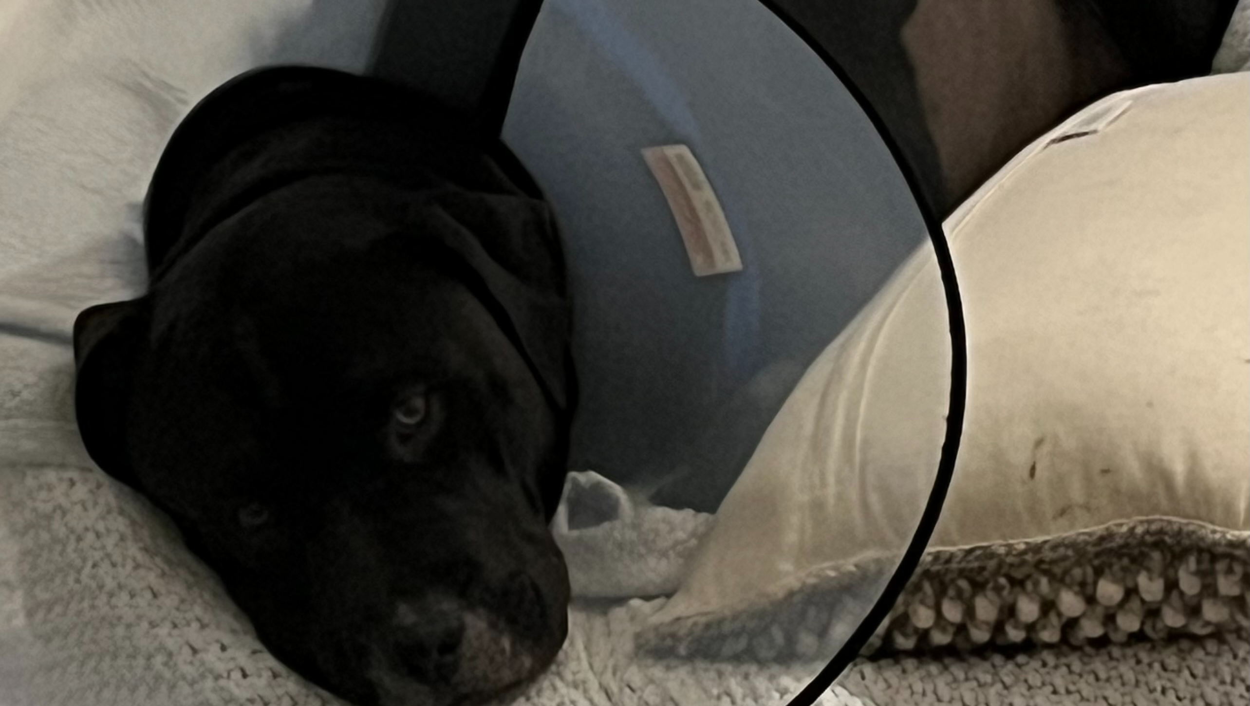 Hope for Zeus: Surgery to Save His Life photo